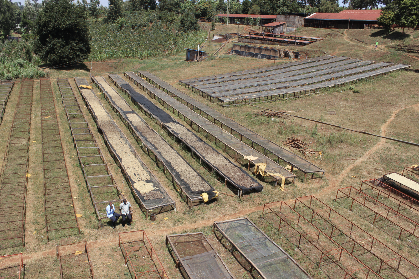 An aerial view of Gathaithi Coffee Factory at the end of another busy harvest
