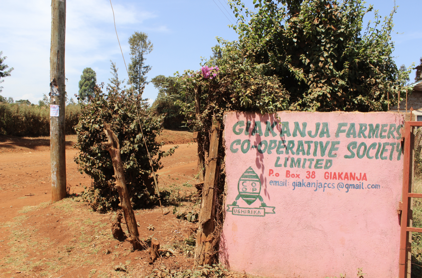Giakanja Co-operative in Nyeri region