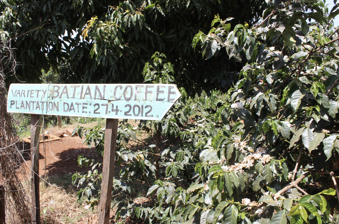 Batian Coffee Variety at Gathaithi