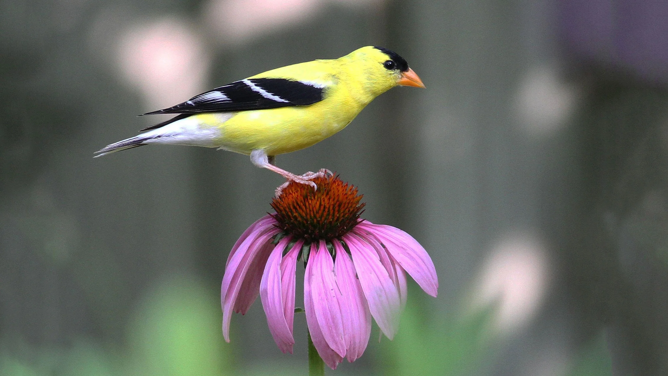 Purple coneflower and American Goldfinch. Photo: Will Stuart