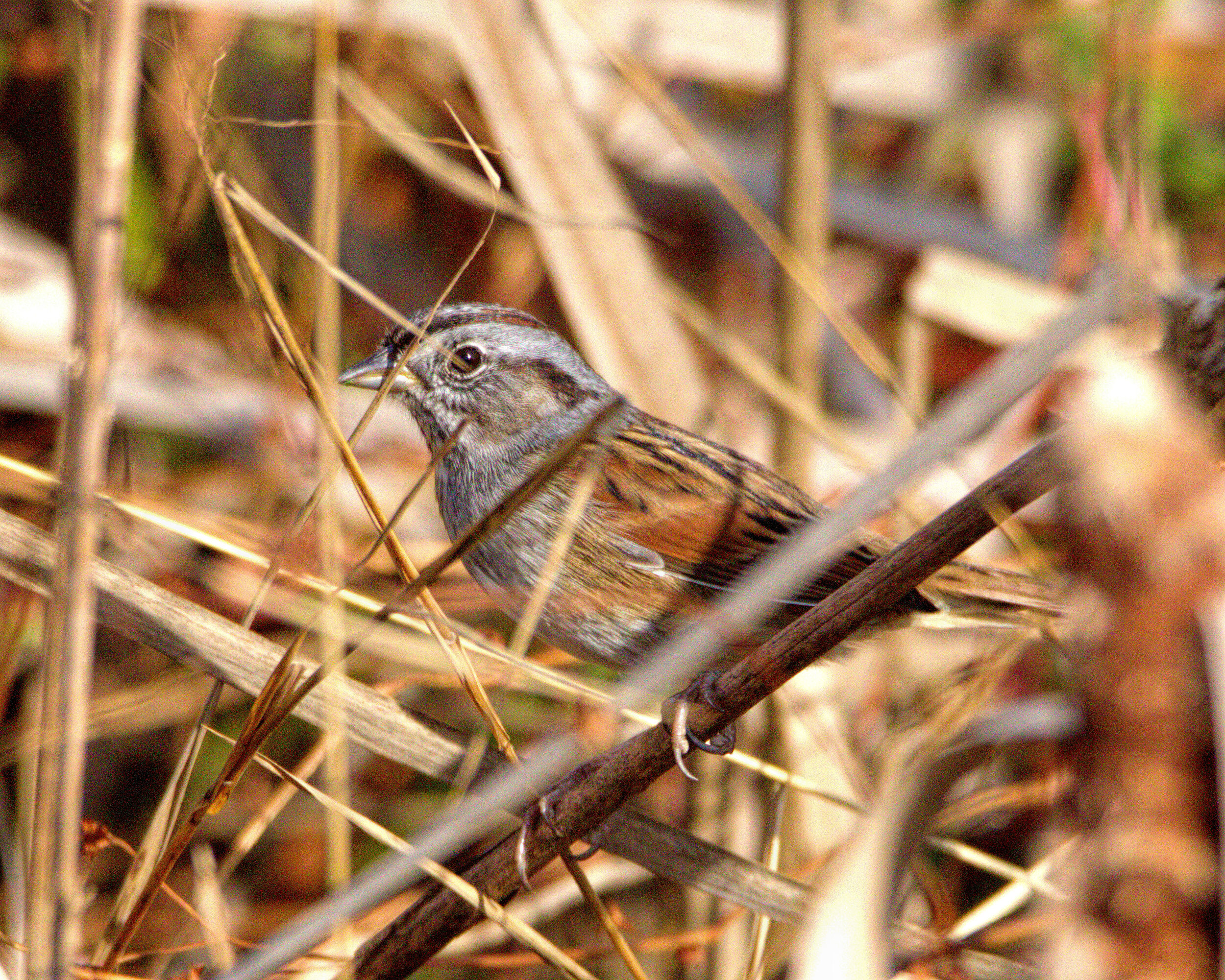 Marsh Restoration Grant