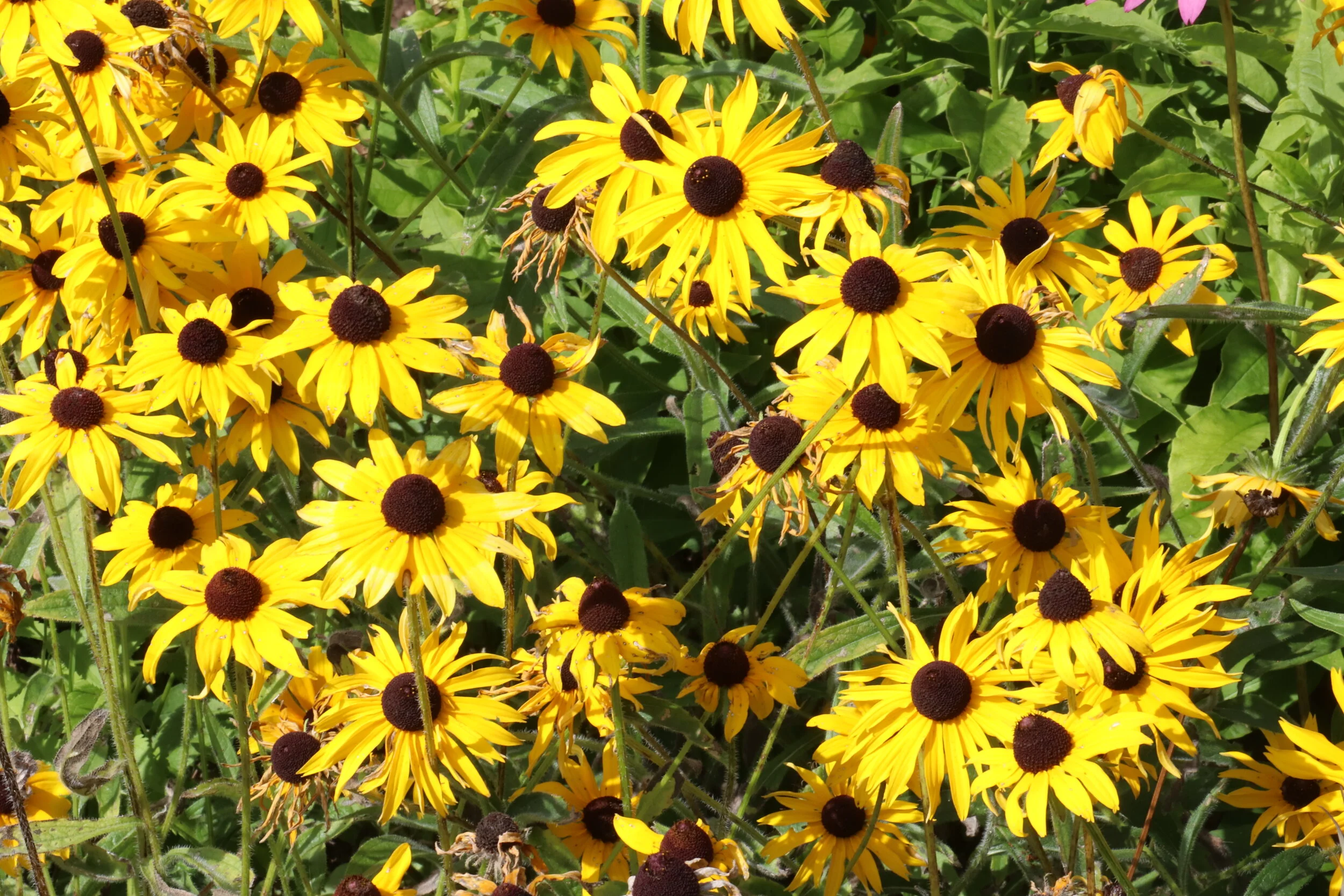 Audubon at Home, help for your bird friendly gardens