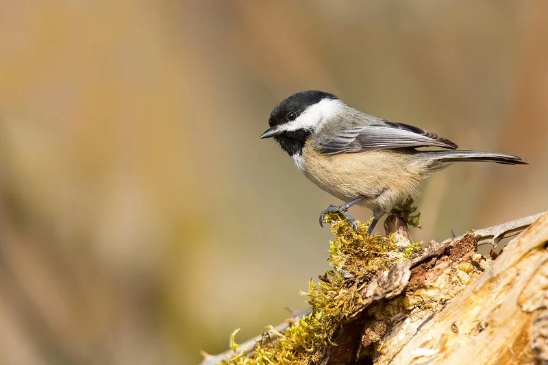awchickadee.jpg
