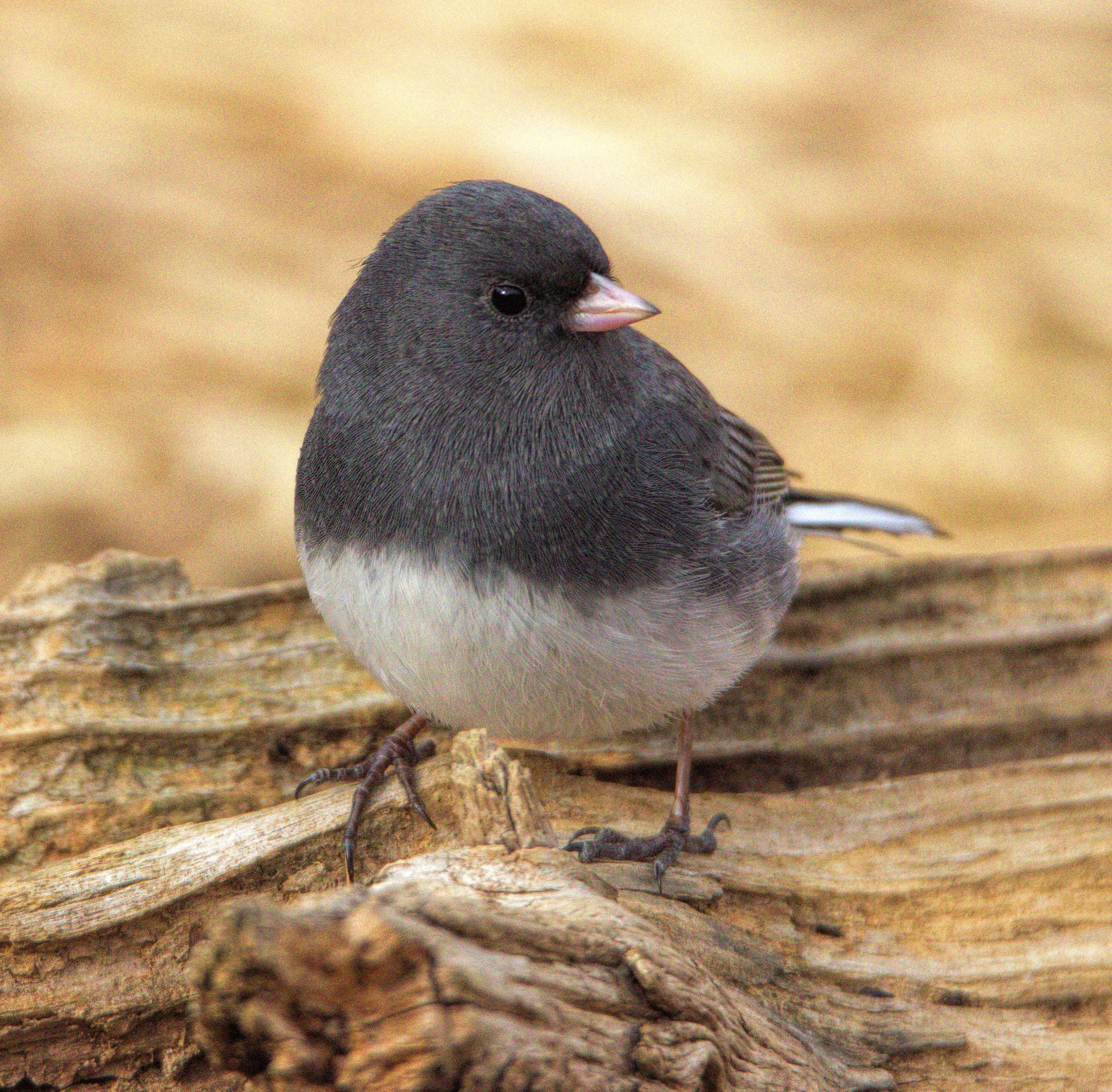 April 1, 2023—Fran Uhler Natural Area