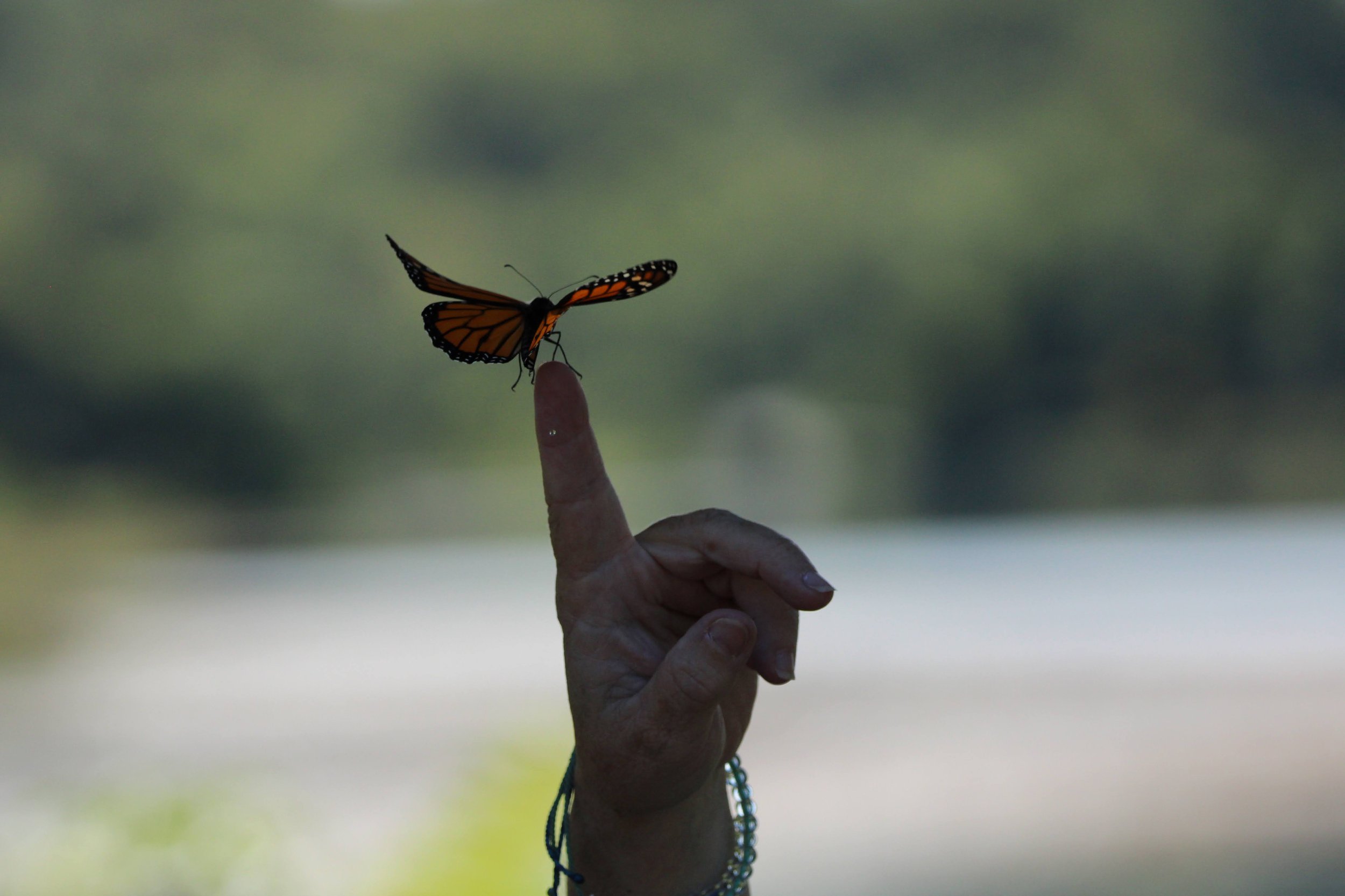 MF MONARCH ON FINGER.JPG