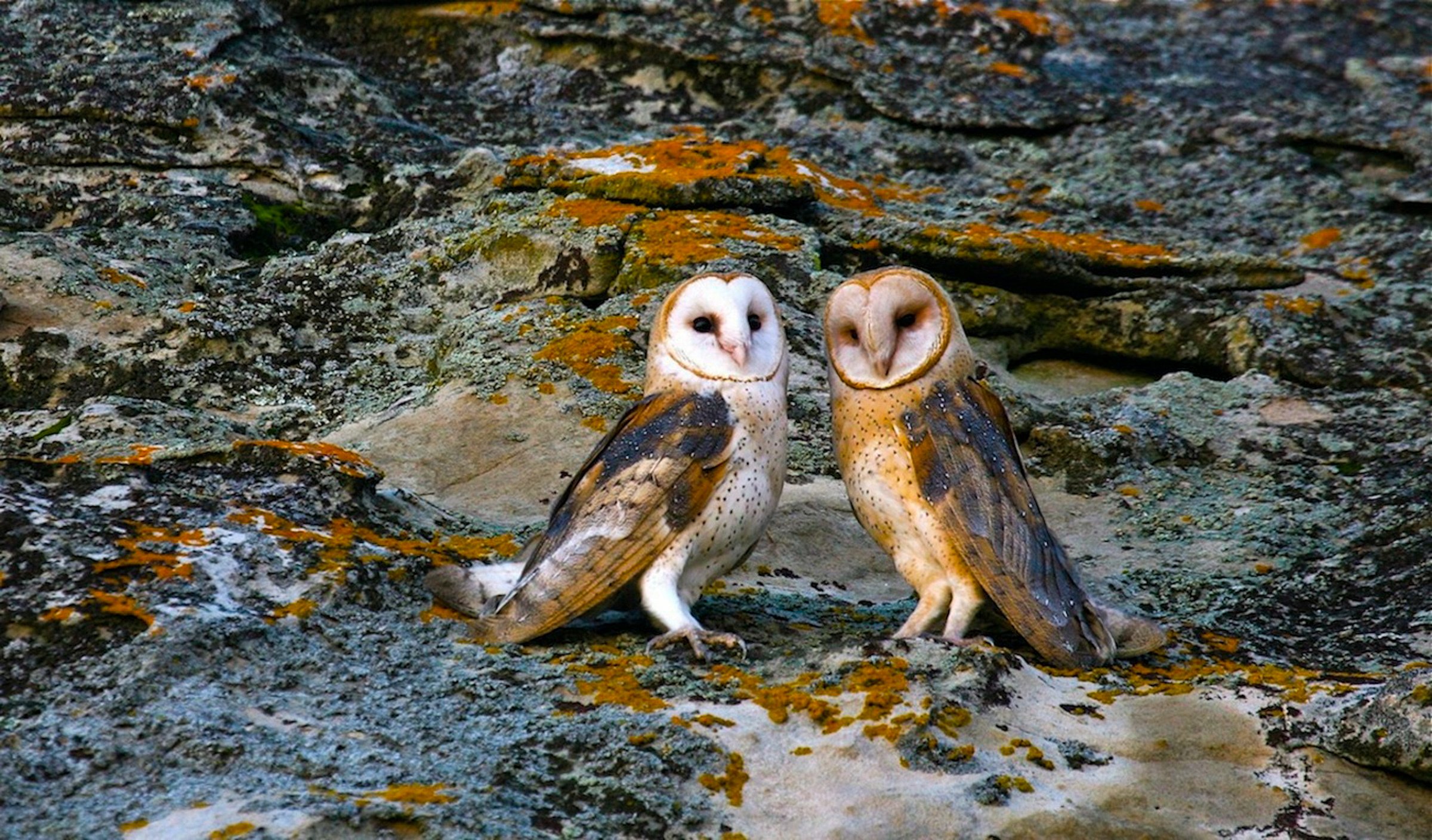 Barn Owls--Mitch Walters