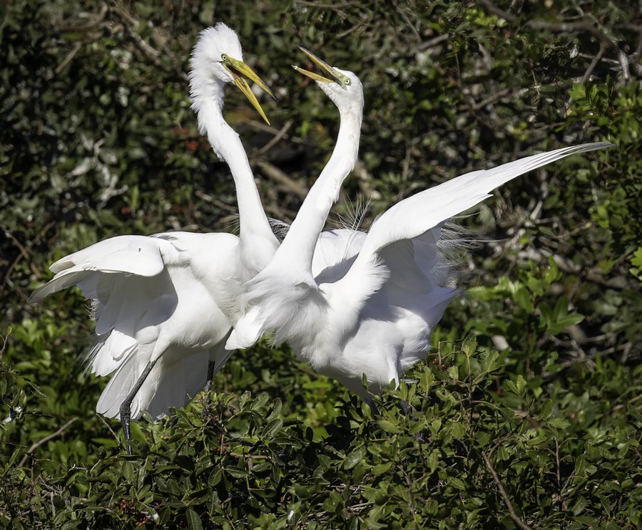 Snowy Egrets--Marianne Dent