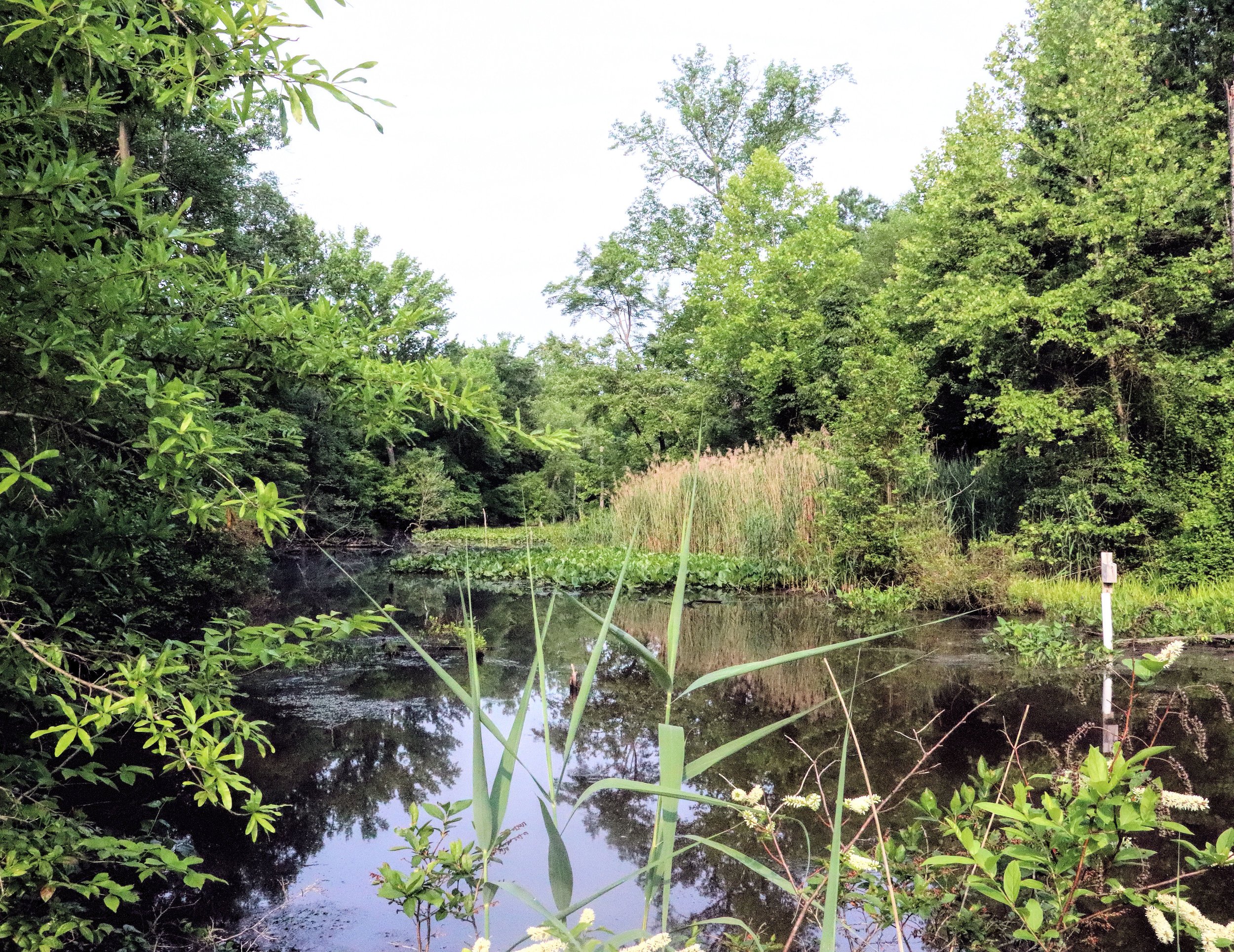   Protecting Birds and Their Habitats Since 1972  