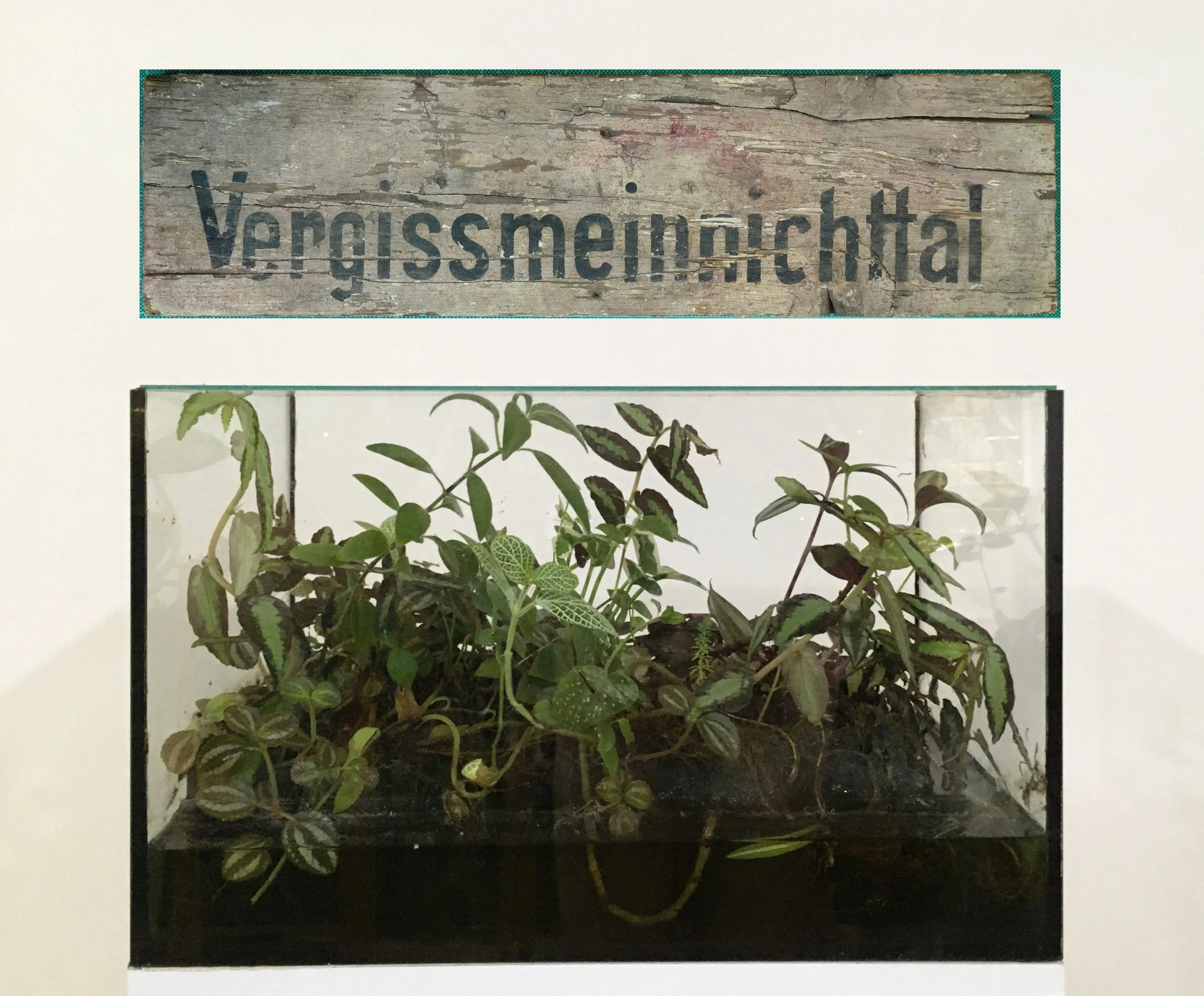 Vergissmeinichttal2026.JPG