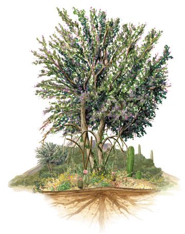 Ironwood electric’s name is inspired by the desert ironwood tree ( olneya tesota ), a hardy perennial which provides shelter from the desert sun throughout the southwestern deserts.
