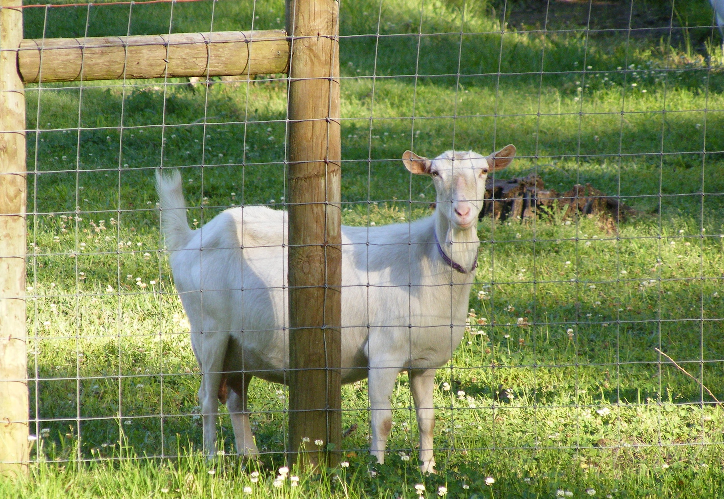 Tisha%2BCarr%2B-%2Bfavfarmpic3.jpg
