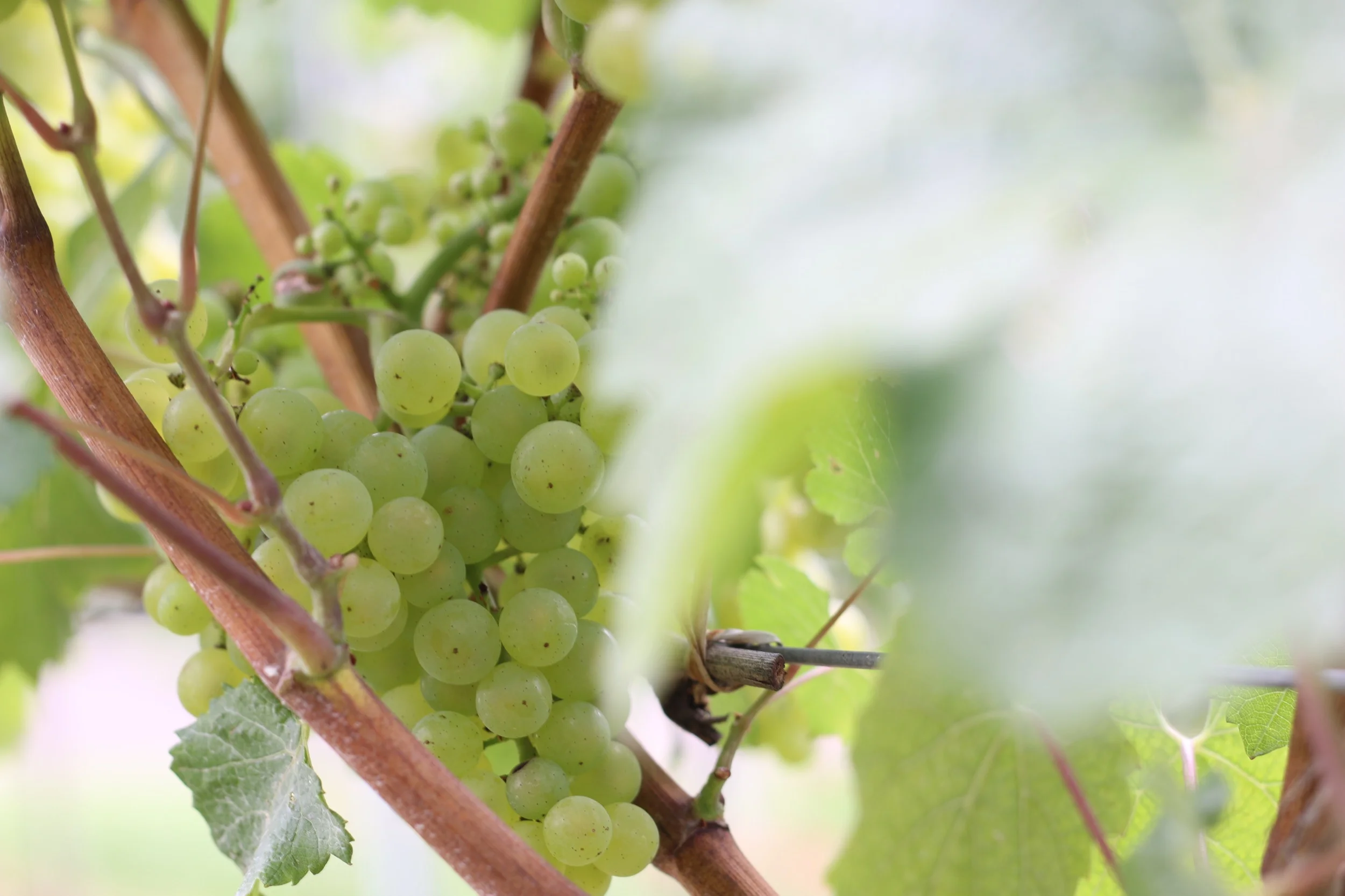 Unsere direkt an den Buschenschank anschließenden Weingartenflächen bieten ein wunderschönes Ambiente für erholsame Stunden.