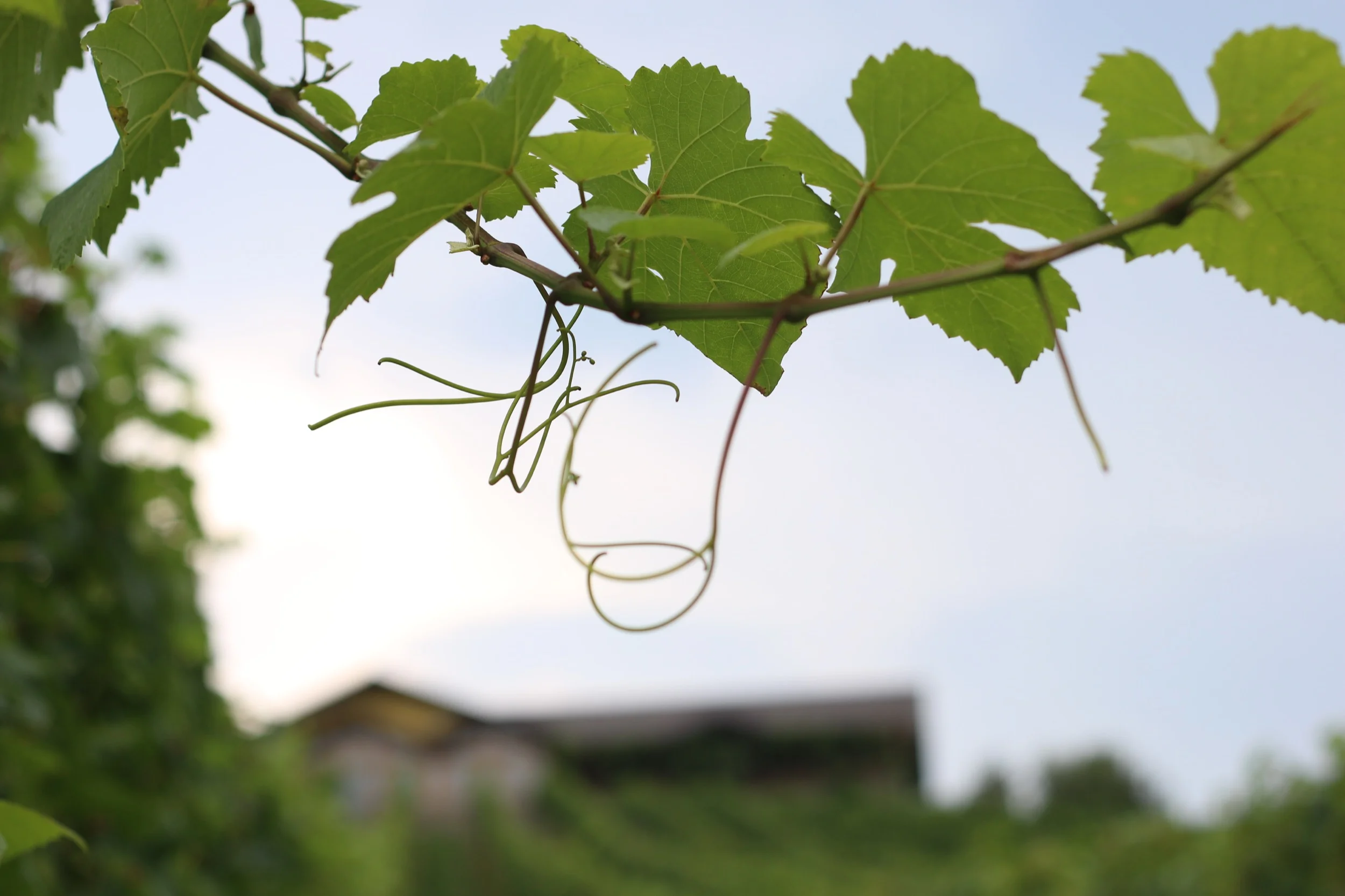 Blicken Sie von unserem auf der Hügelspitze des Hochegg gelegenen Anwesen direkt bis zum Schöckl, zur Riegersburg oder zum Stradener Kogl.