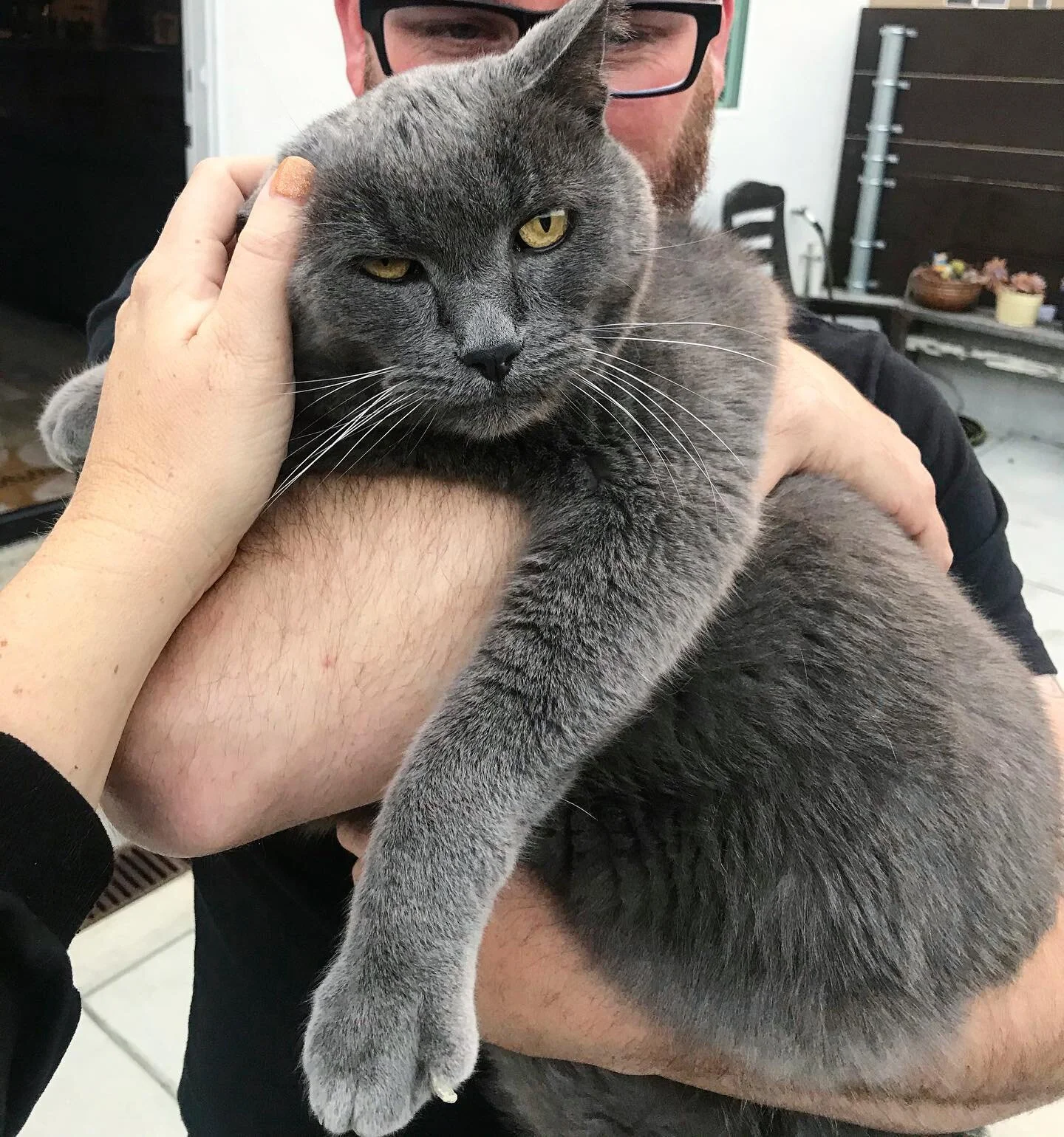 Ferguson would like to know if you have any leftovers to share? 🍗🥪 #caturday