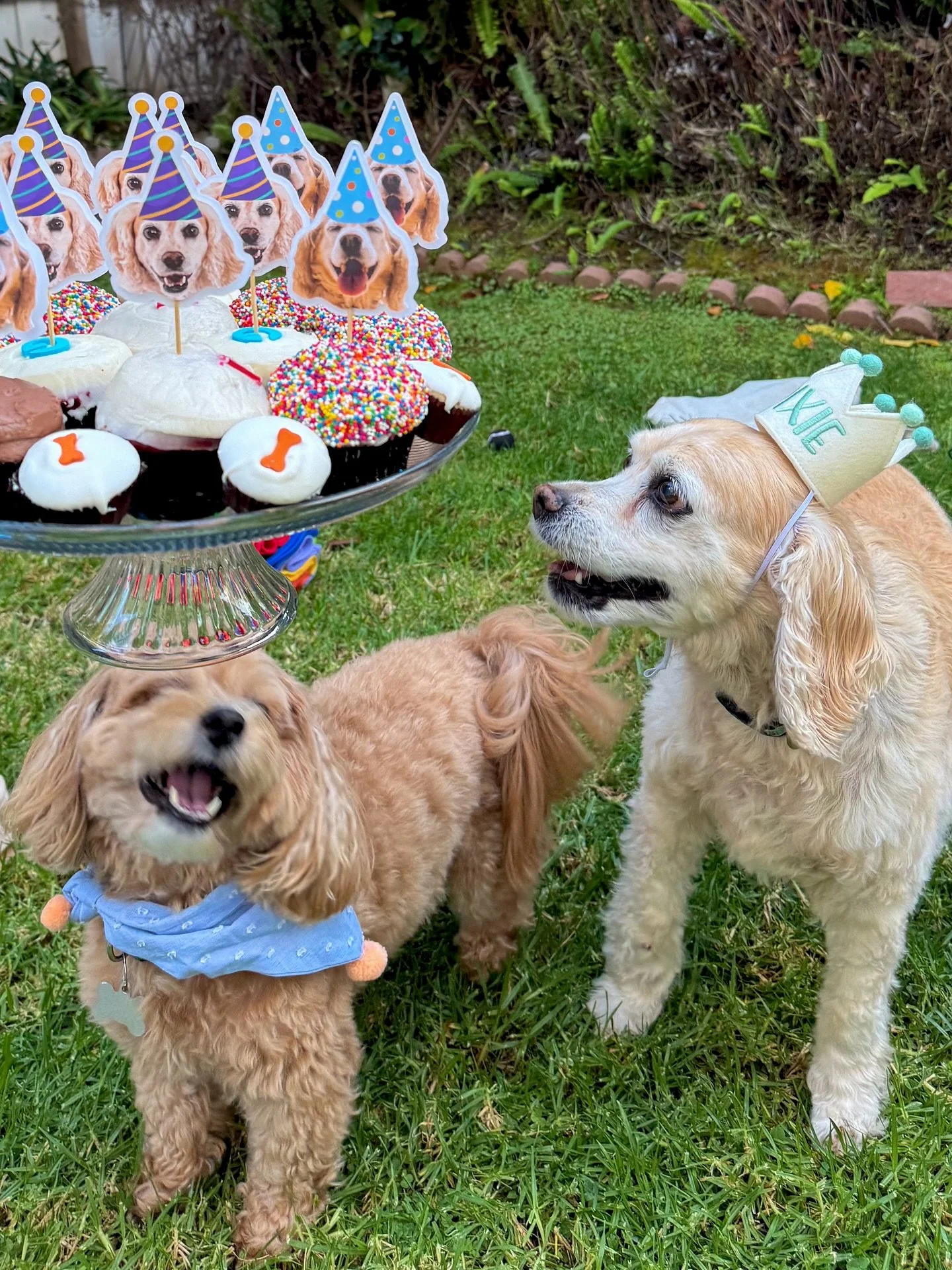Happy Birthday Dixie! 🐾  Sharing a few of these because dogs are simply the best&hellip; and I hope they bring a smile to your feed. 
Dixie celebrated her 18th birthday (yes, she&rsquo;s basically 100!!) surrounded by her favorite puppy friends &mda