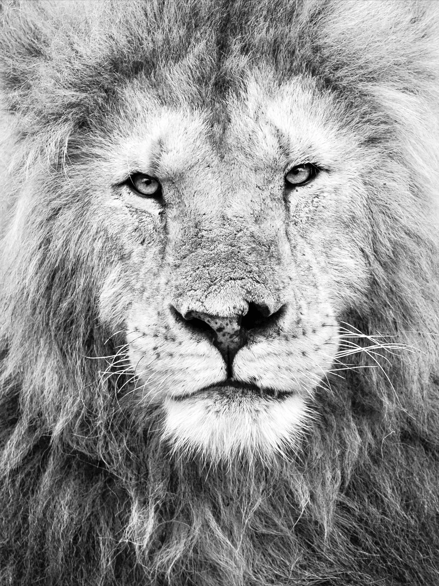 Every once in a while, life sends a mirror disguised as something wild. 
For me, it was a lion in Kenya.
He walked toward me — eyes steady, deliberate, knowing.
Not with threat, but with full, intentional presence.
His body carried scars, ye