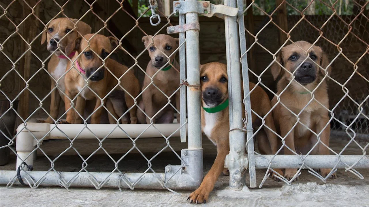 Puerto Rico’s Pooches Jet Off to the Hamptons