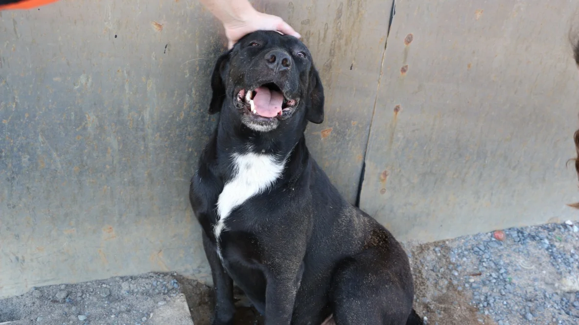 Puerto Rico's Cats and Dogs Need Help: This Organization is Stepping Up