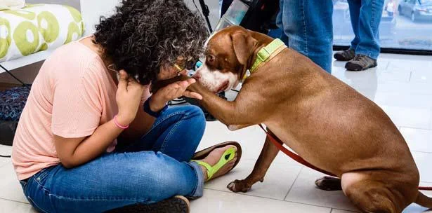Invitan a Adoptar Animales de los Albergues