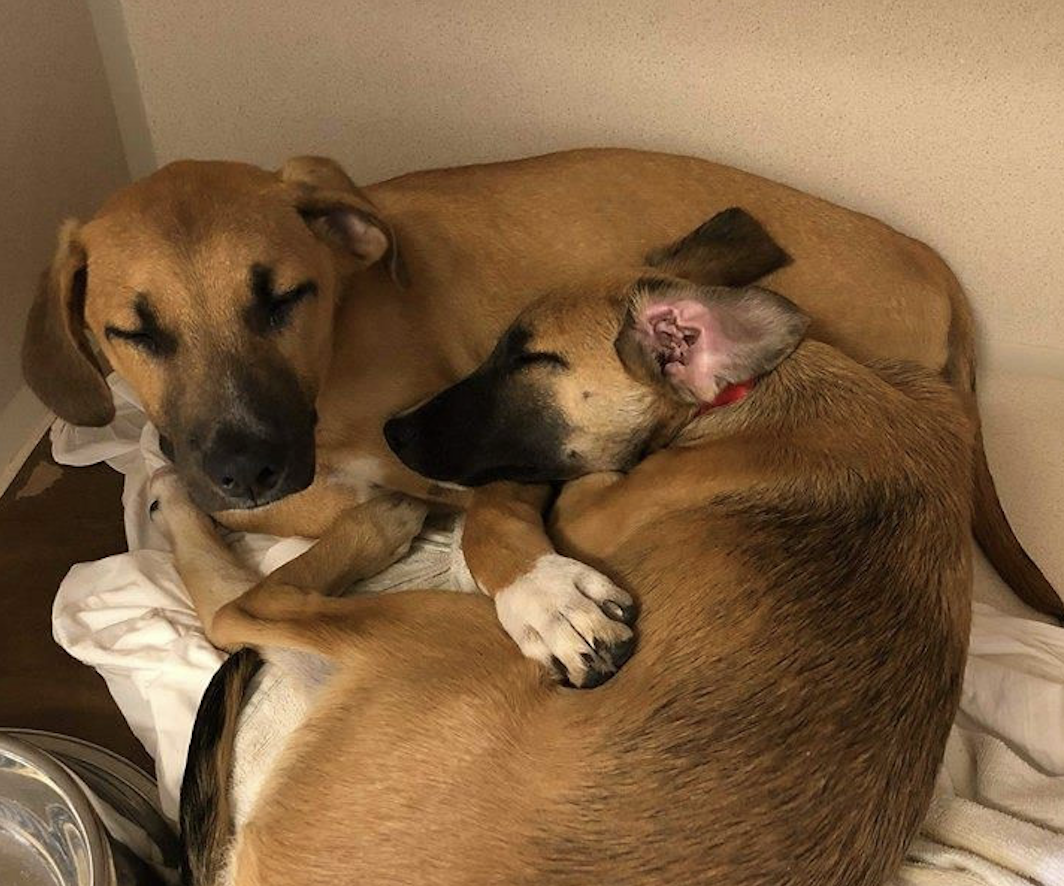 300 Adorable Reasons to Adopt a Dog Rescued from Puerto Rico