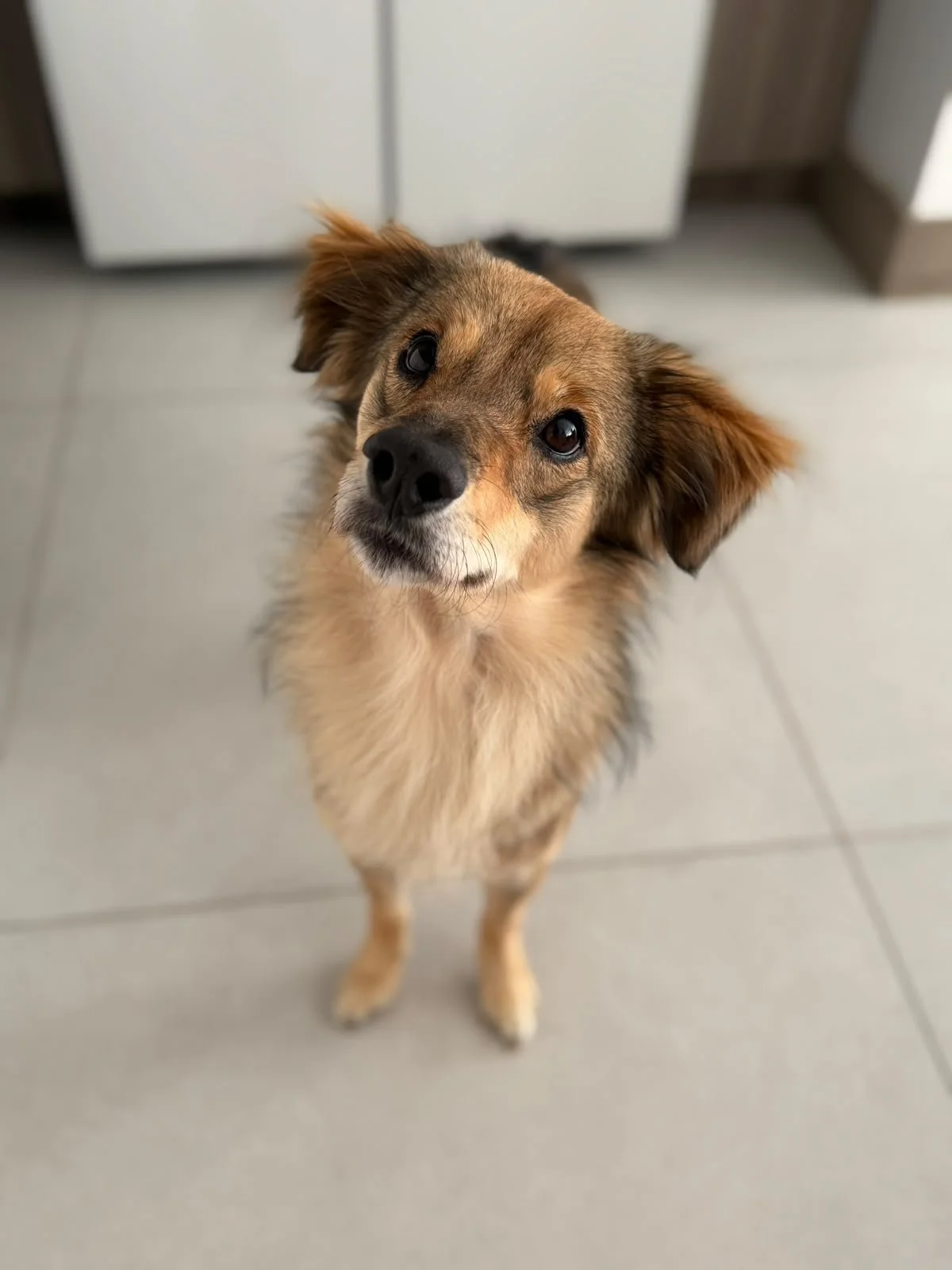 Simon