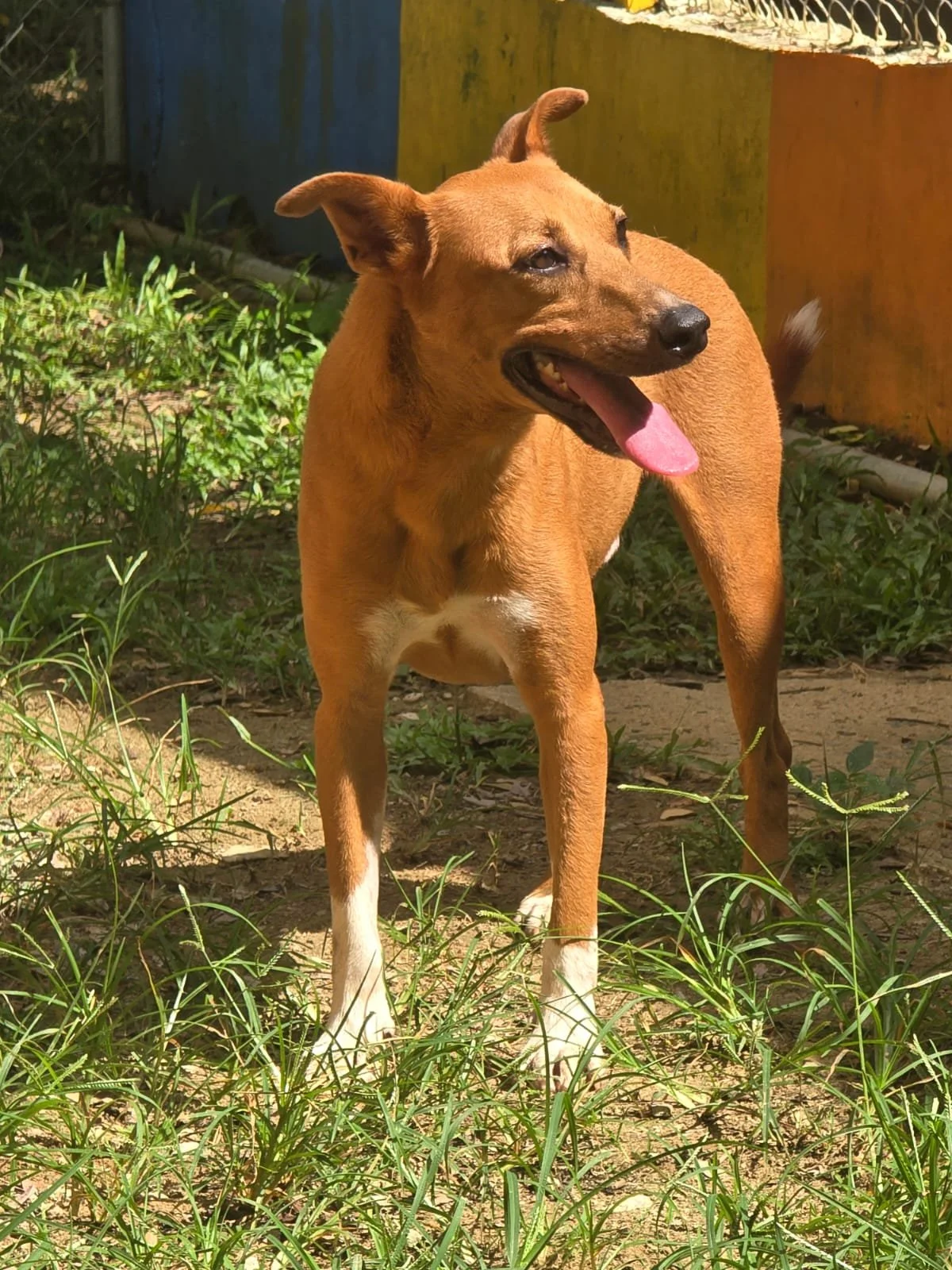 Remi