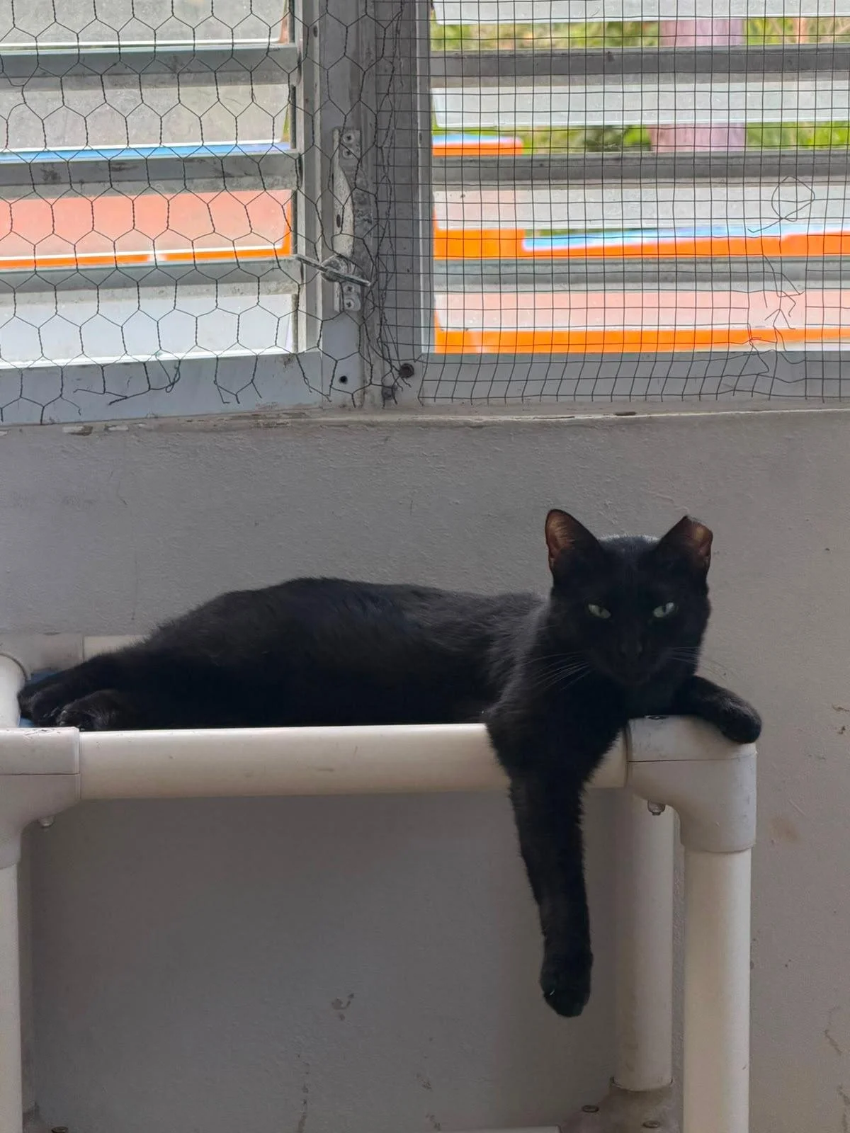 Panther