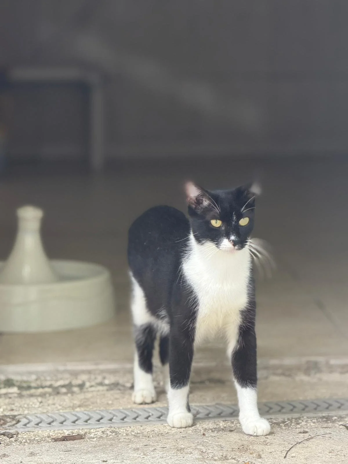 Tito