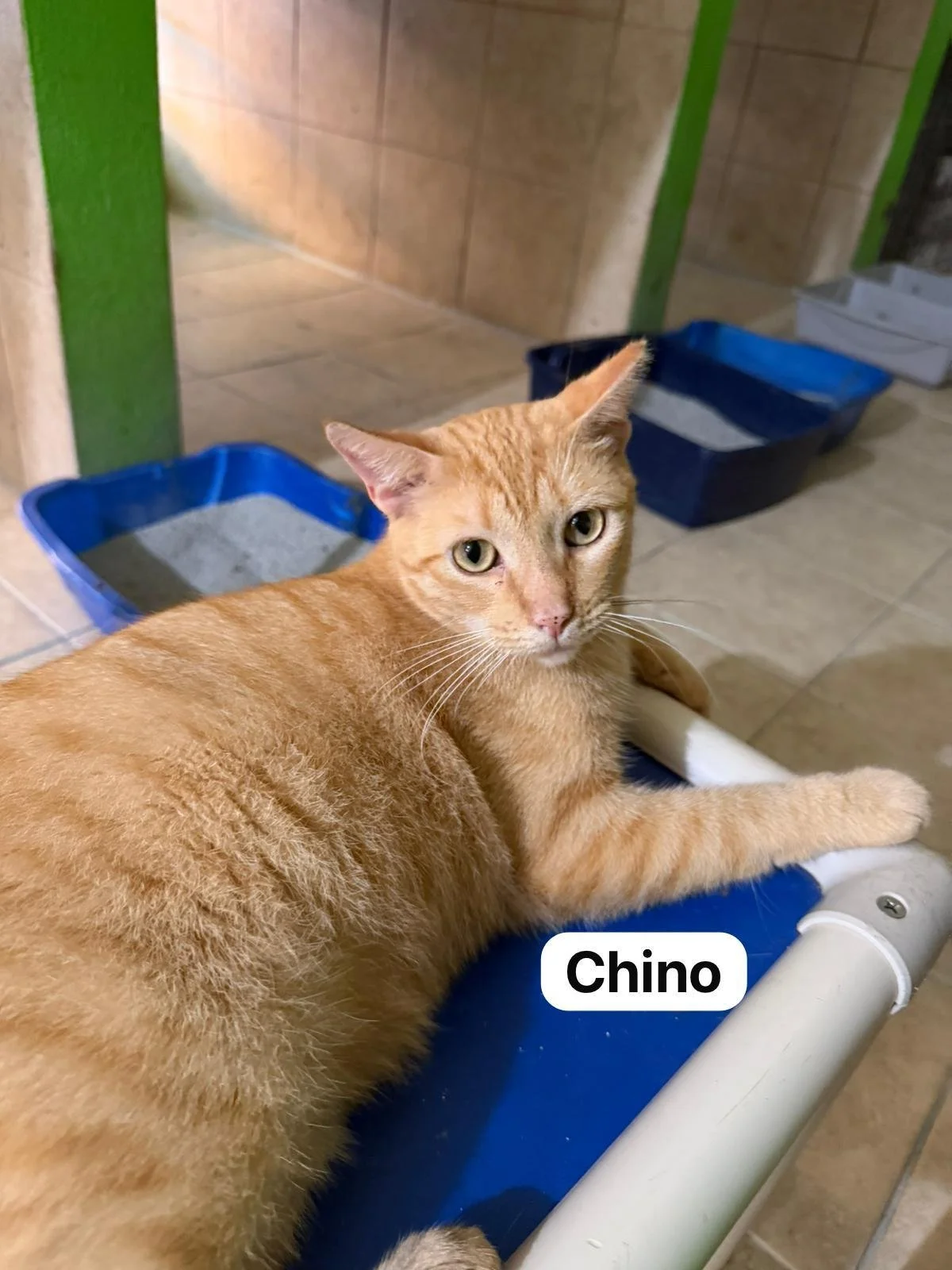Chino