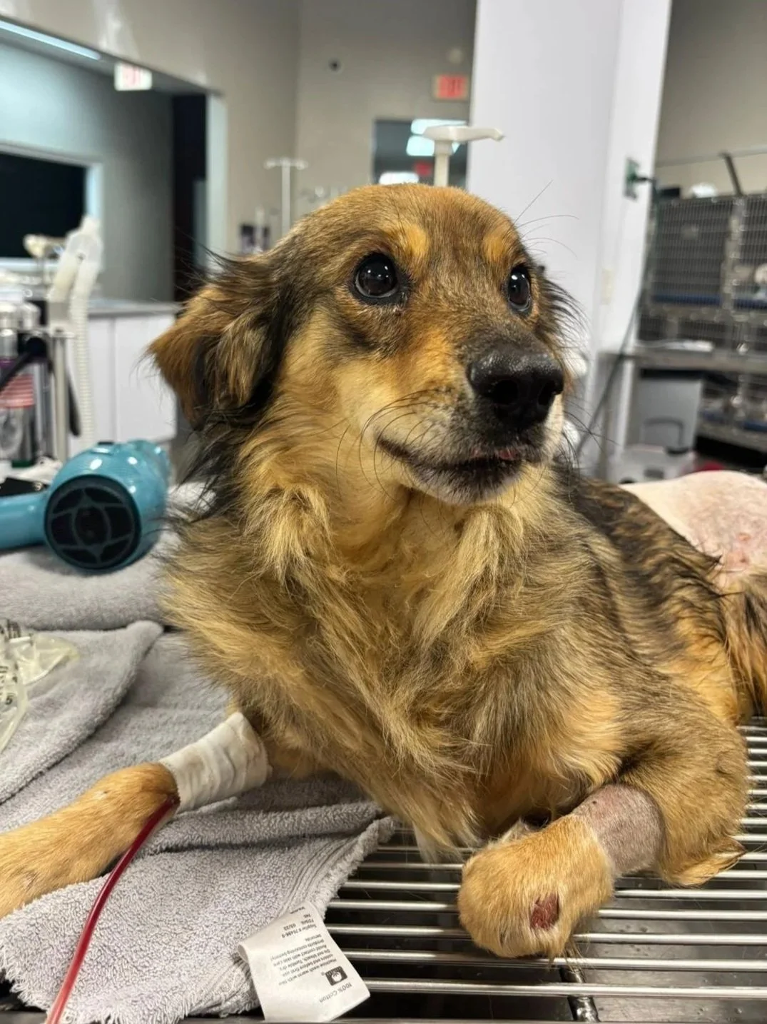 special needs dog in pre op