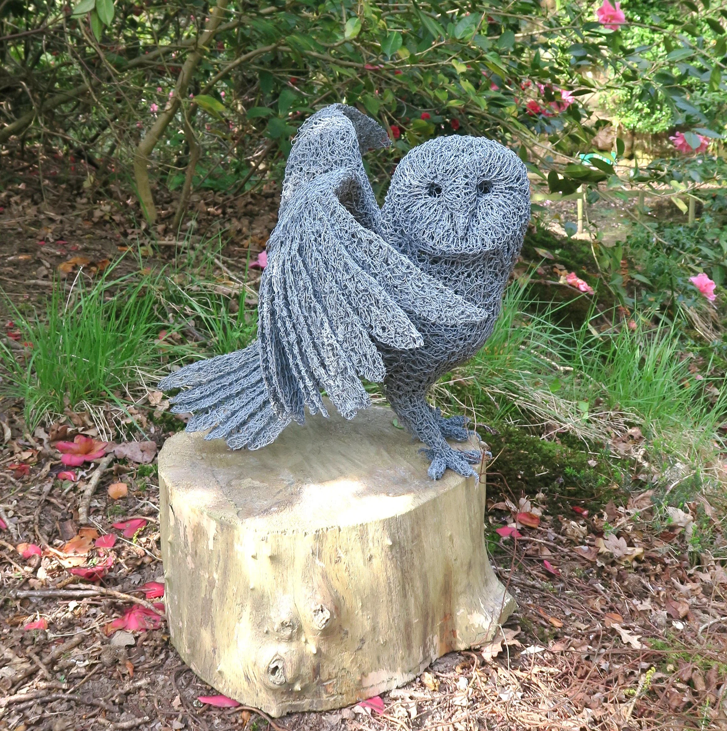 Barn owl.JPG