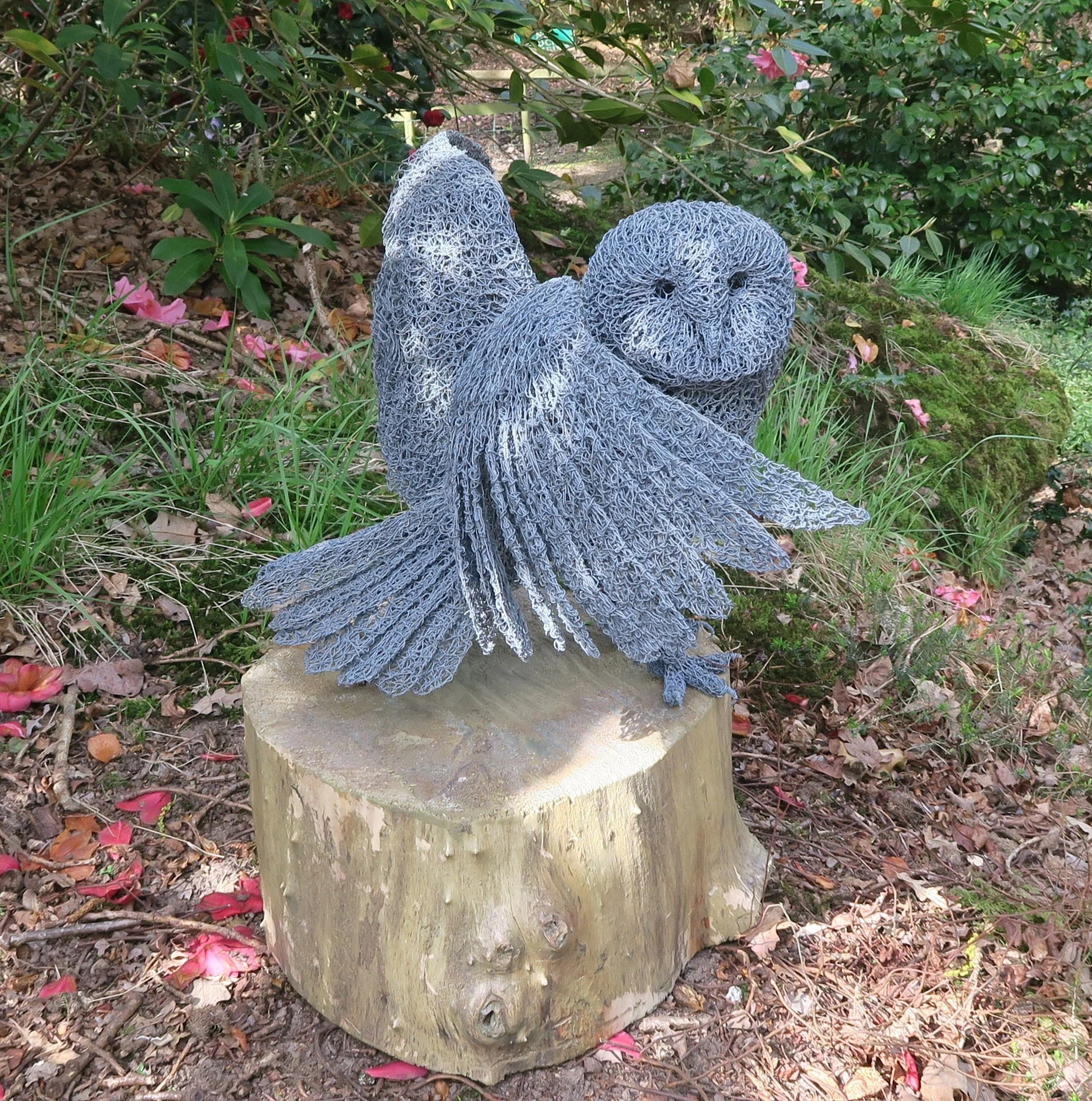 Barn owl 2.JPG