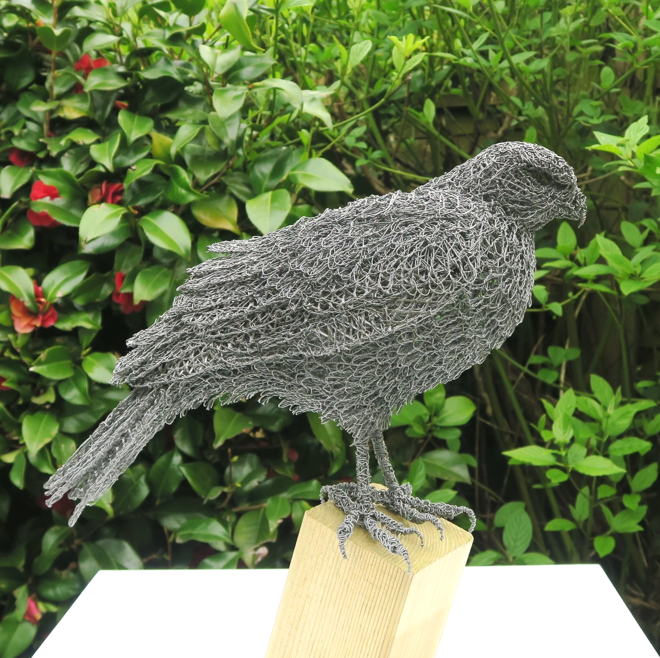 sparrowhawk.png