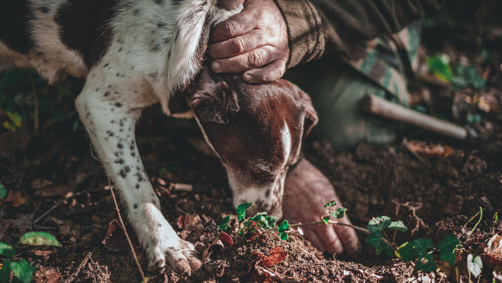  Go truffle hunting with an expert and his dogs in the woods around Rome 
