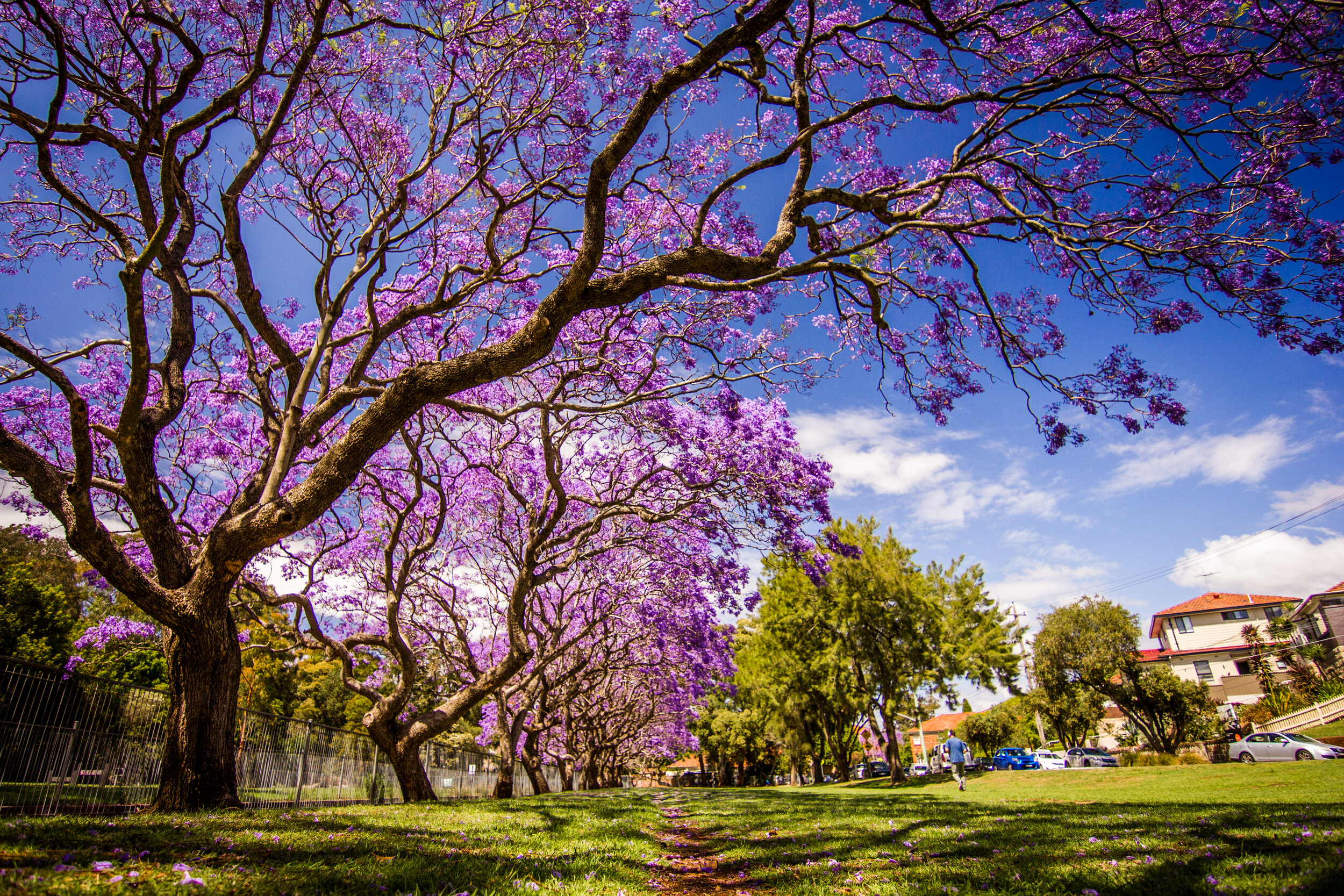 Buenos Aires is a very green city with lots of parks and trees growing on almost every block. Find a shady spot to study, relax, or people watch. The oldest tree is the gomero de la recoleta - a rubber tree planted around 1790. There is mysticism