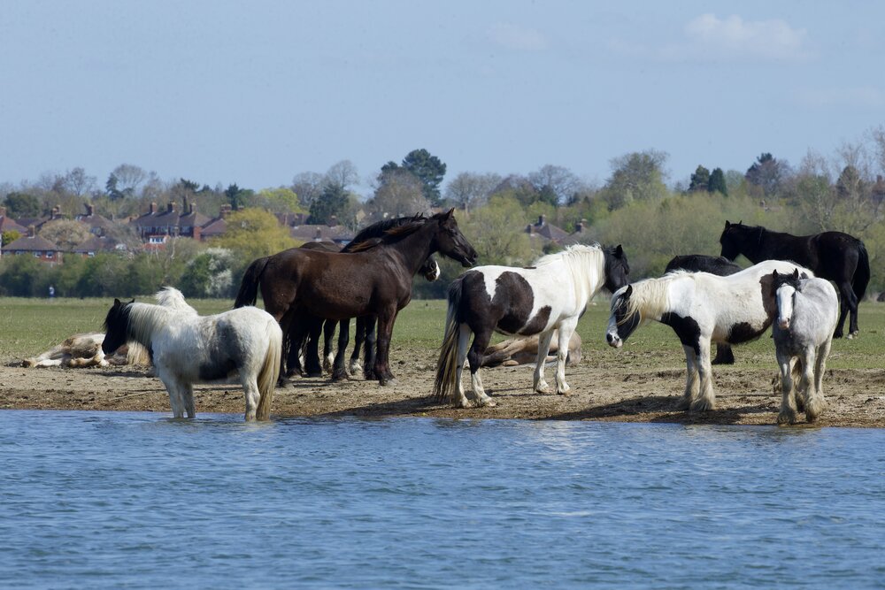  Port Meadow was once a Bronze Age burial ground, but is now an expansive park, famous for its colorful wildflowers and native ponies. This is a beautiful place for a stroll and picture taking 