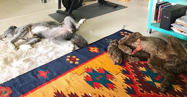 It&rsquo;s Friday. #weareengineers #chemicalengineering #officepup #officedoglife #familybusiness