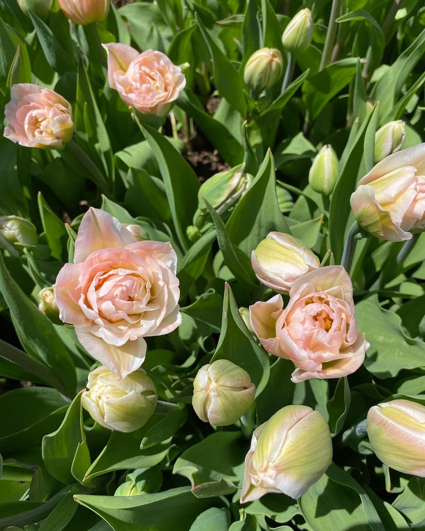 Happy Wednesday!
The sun is shining, tulip and narcissus harvest is in full swing and we are making beautiful Mother&rsquo;s Day and everyday bouquets for @lunenburgfarmersmarket. See you at the market tomorrow 8-12 or order your bouquet online at tu