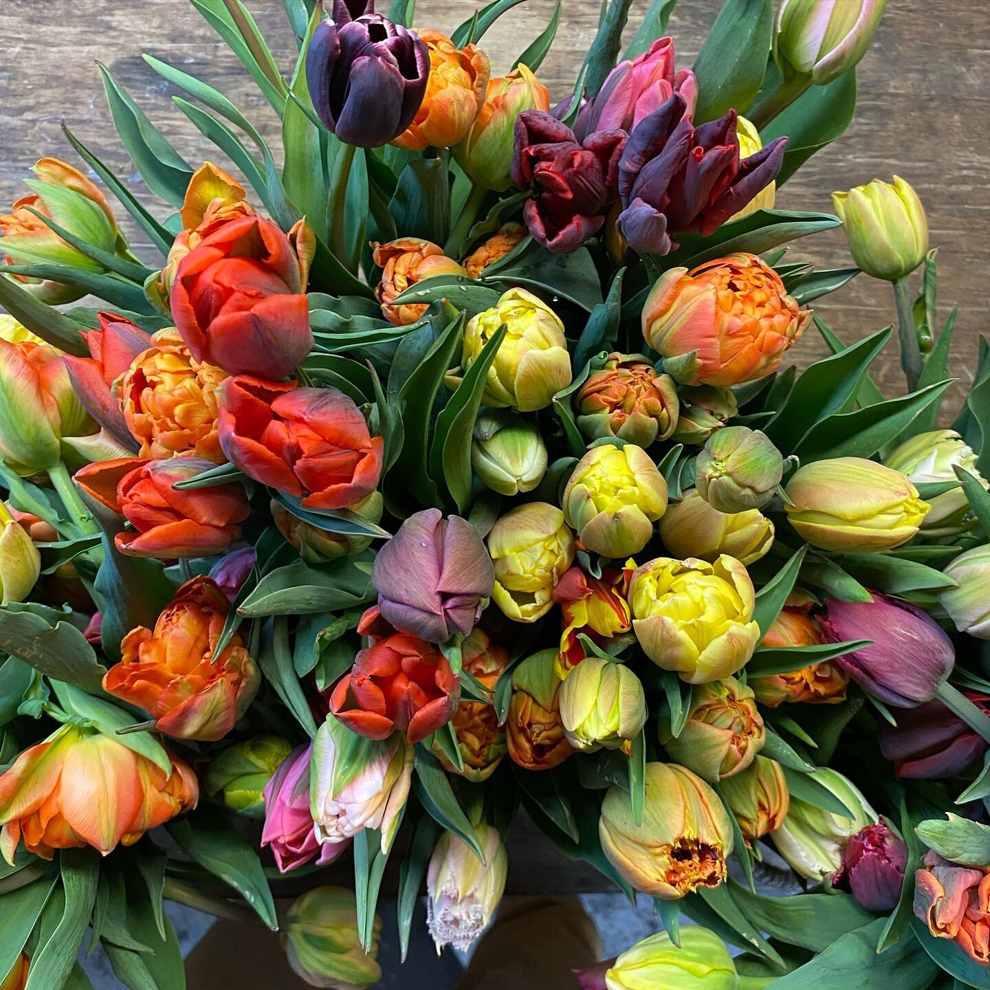 Happy Wednesday!
I couldn&rsquo;t ask for a better job on a drizzly grey day like today to work with these absolutely beautiful tulips, all grown in Lunenburg. Thanks to @unicornblooms and VanNoort for supplying the bulbs.
We will be @lunenburgfarmer