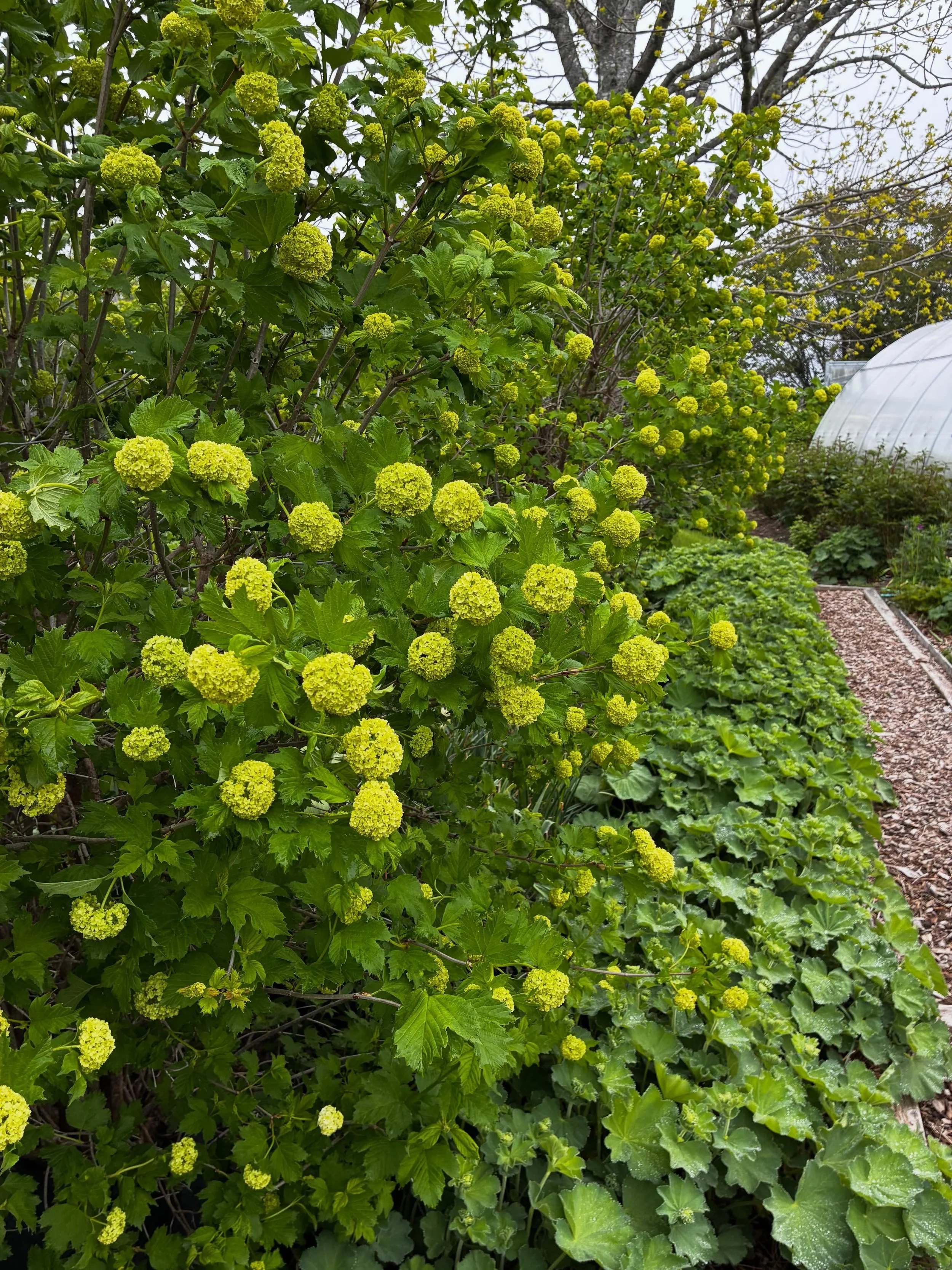 To be welcomed by a garden full of my favourite blooms and branches makes it very easy to transition from vacation to work.

We will be back in the shop tomorrow, 
Thursday, May 28th  9:30-4:00.

See you there.
228 Lincoln Street, Lunenburg