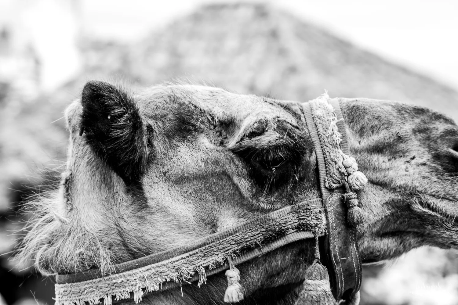 20190803_DSC0333_Web_Mercado Medieval Obidos 2019_Parade.jpg