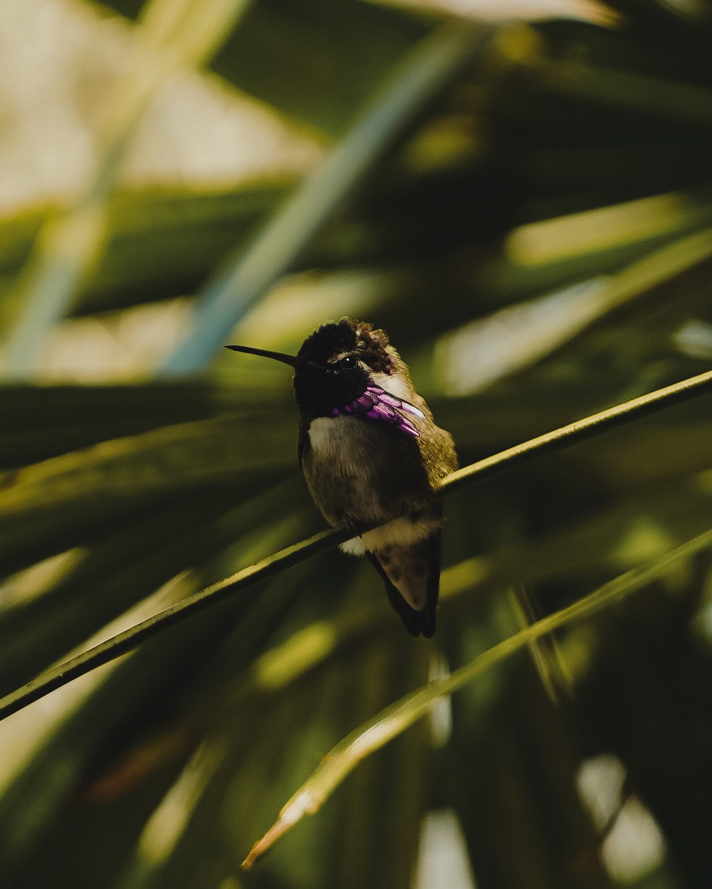 Did you know that hummingbirds flap their wings 50-70 times per second? It&rsquo;s incredible to watch them in action! The San Diego Zoo has an exhibit where hummingbirds fly all around you. #sandiegozoo