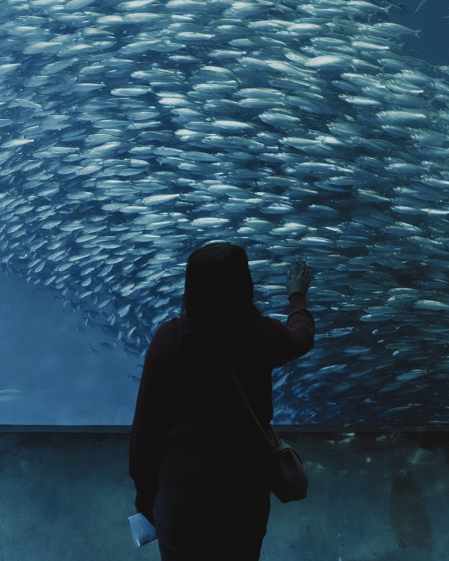 Witnessing this school of fish swirl in front of us was absolutely breathtaking. To truly appreciate its scale, check out the full-frame picture in my story. They move like this to protect themselves from predators, and it&rsquo;s incredible to see s