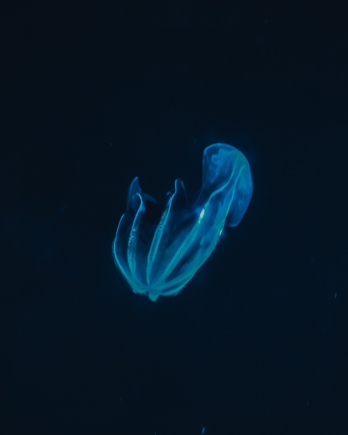 This is a type of comb jellyfish that thrives in the depths of the ocean, radiating with bioluminescent light. 🪼