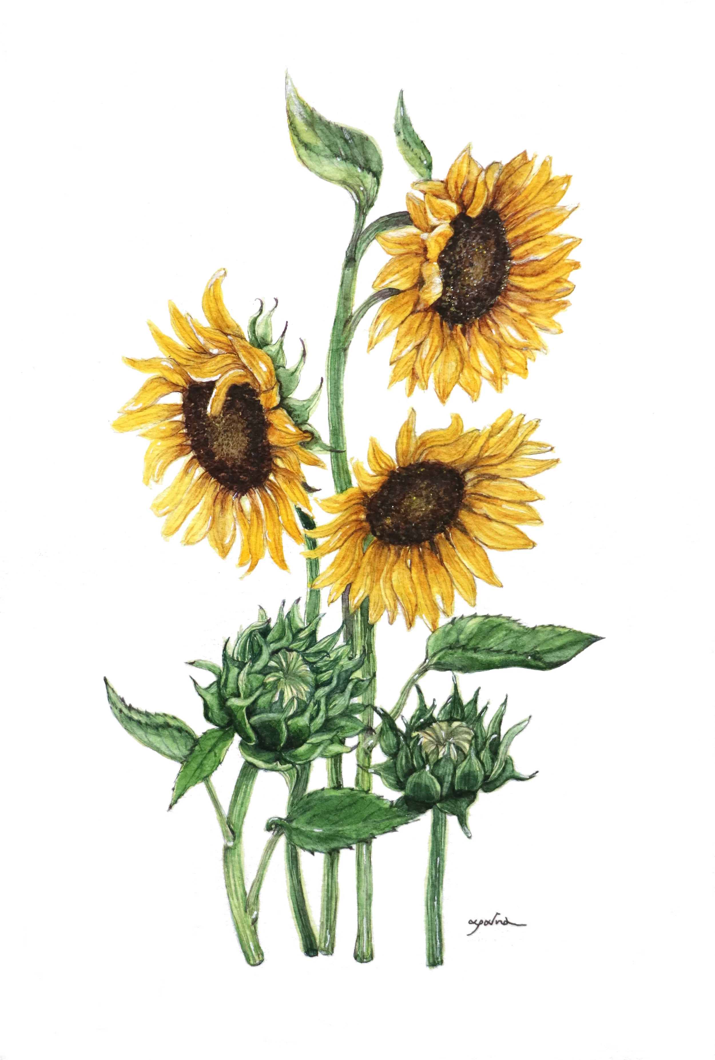 Sunflowers- Watercolour on paper