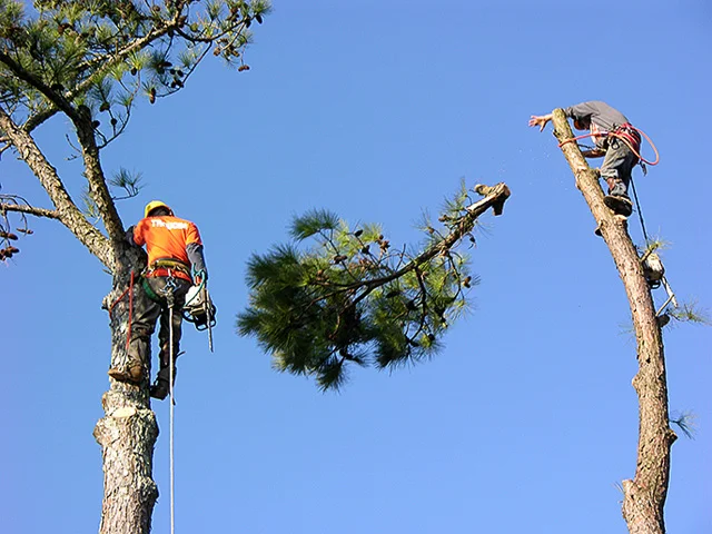 falling_limb.jpg