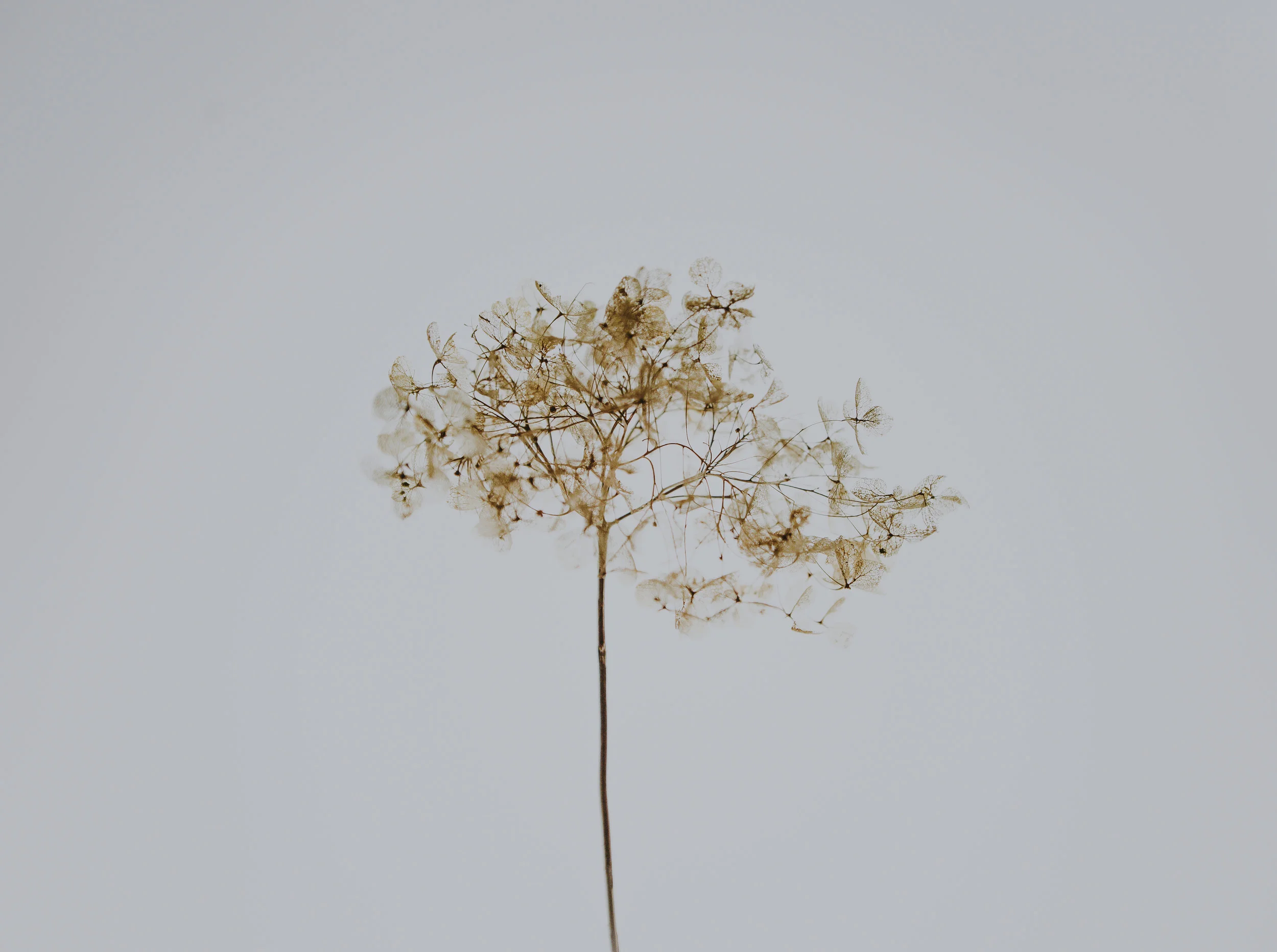 Dried flowers