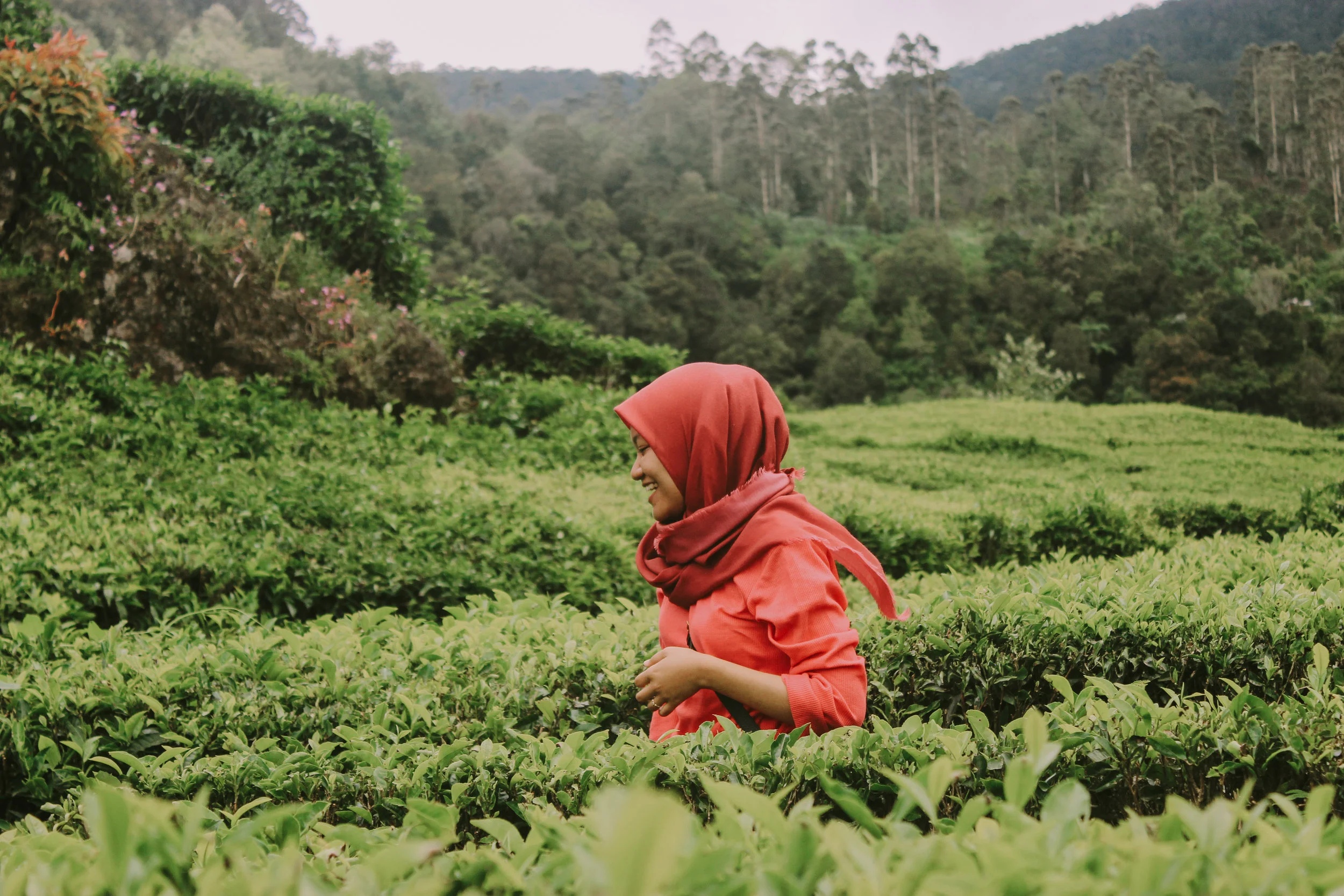 Betting on racehorses