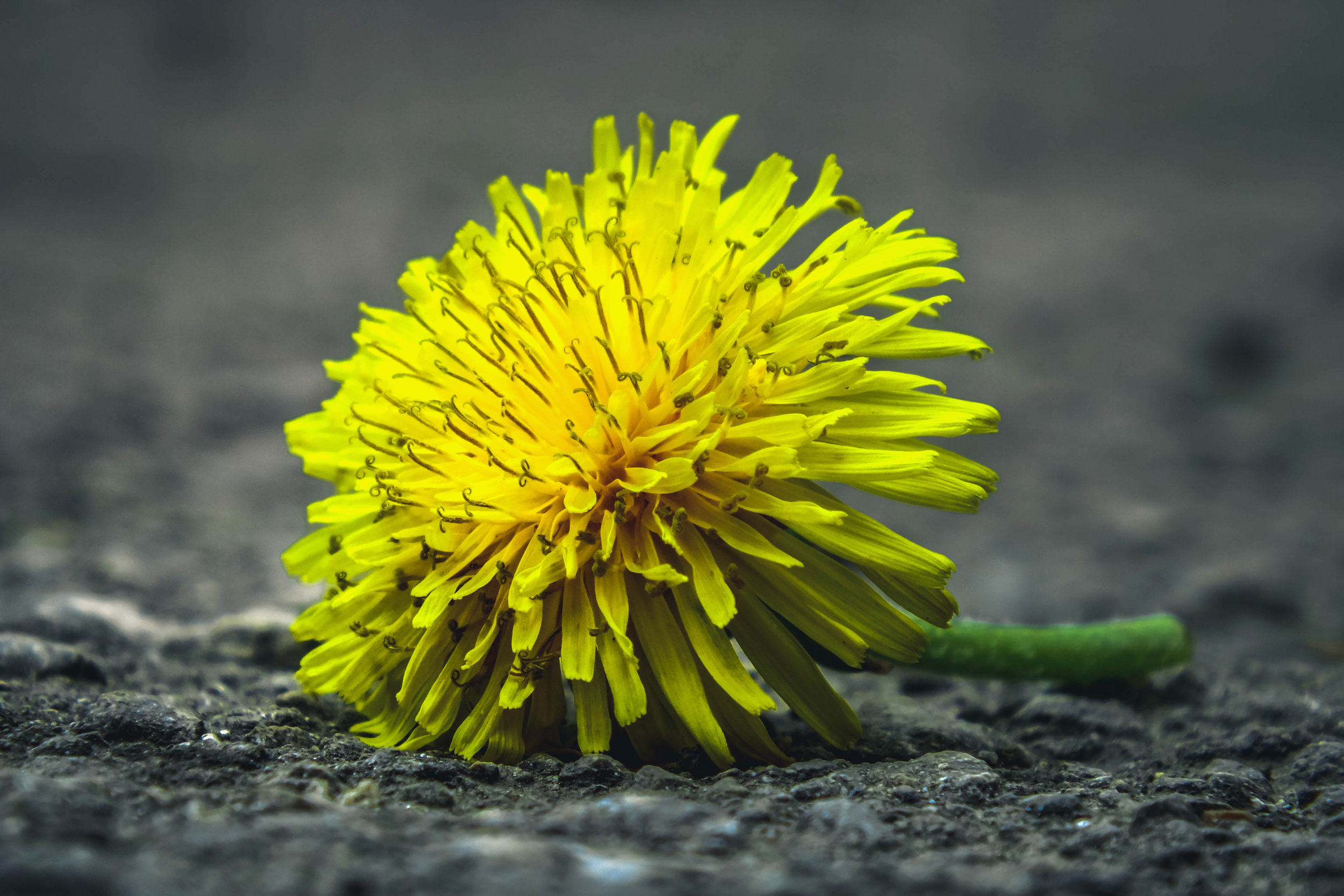 Dandelions