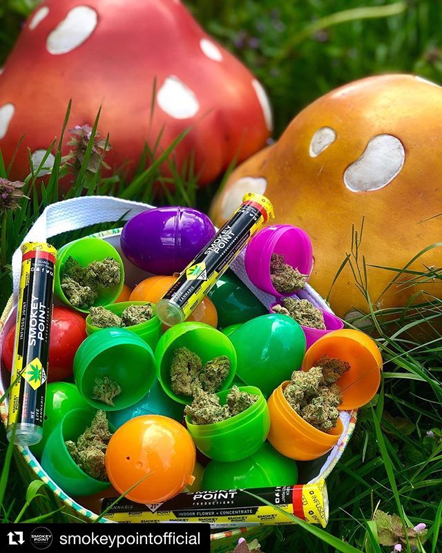 #Repost @smokeypointofficial with @get_repost
・・・
Successful Easter egg hunt!🐥🥚🐰 #HappyEaster .
.
.
#Sticky #Slymer #SmokeyPoint #PNW #420 #710 #errl #dabbersdaily #marijuana #instaweed #dablife #maryjane #iwillmarrymary #hightimes #cannabis #shat